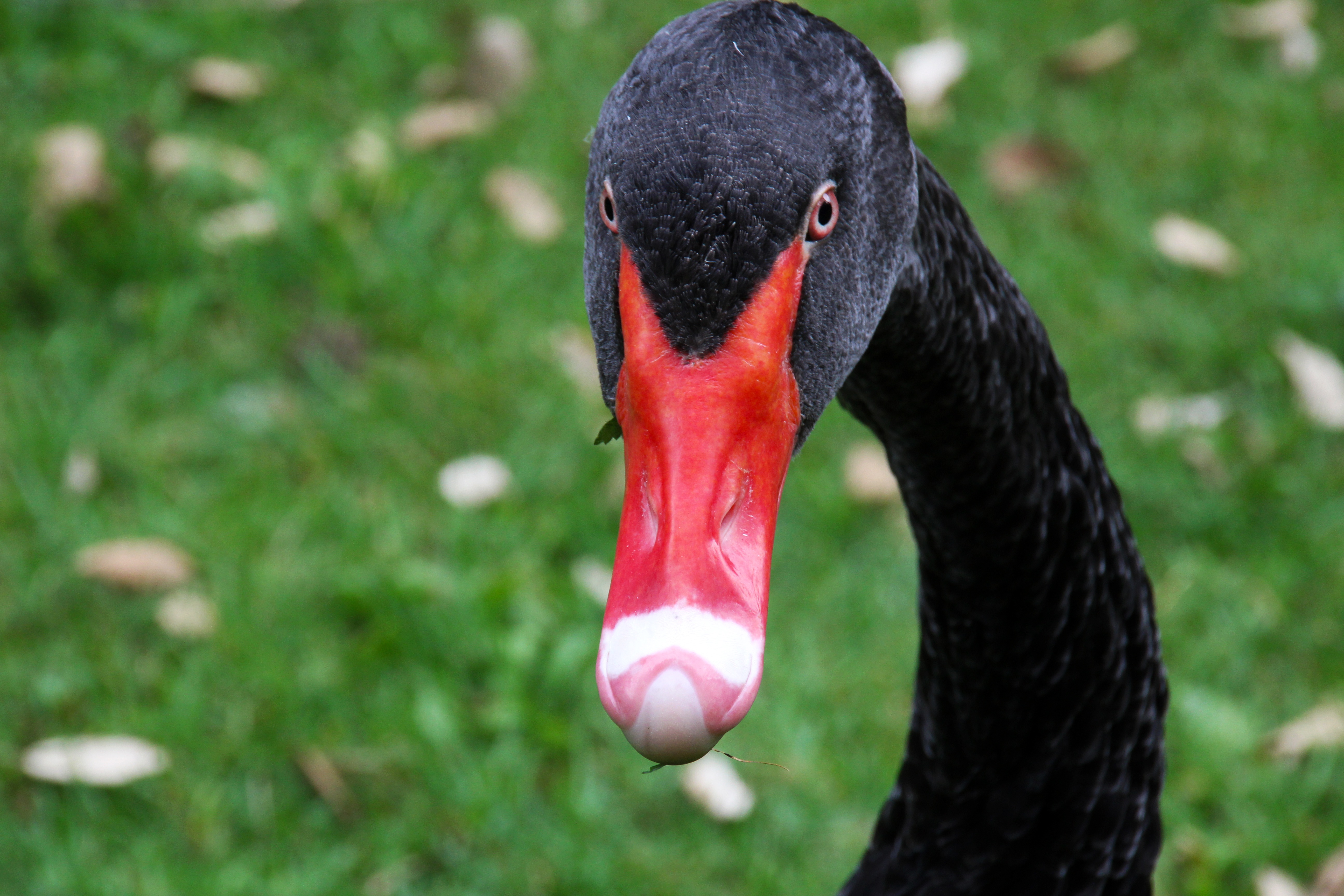 Download mobile wallpaper Black Swan, Animals, Beak, Bird for free.