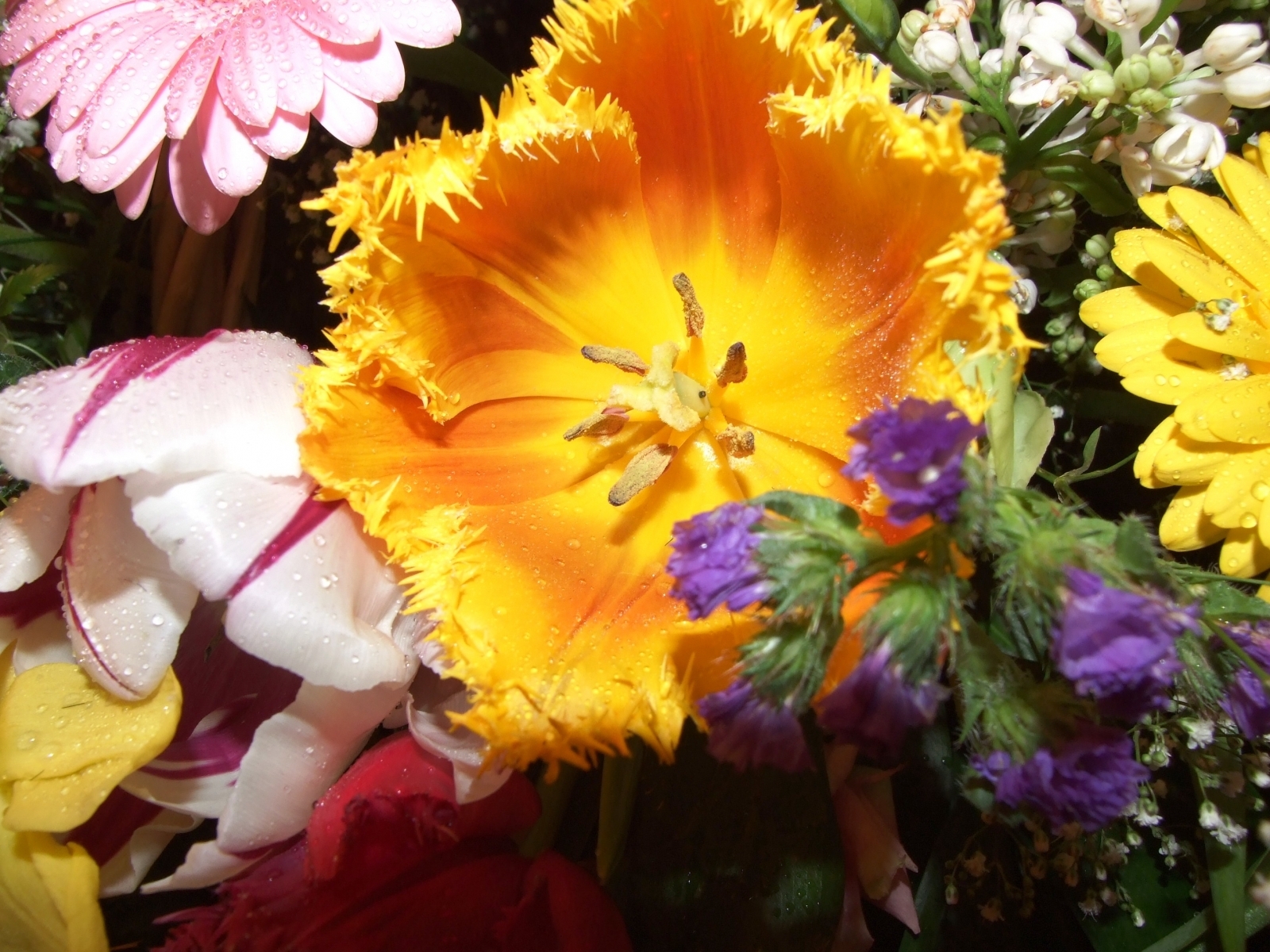 Скачать обои бесплатно Цветы, Растения картинка на рабочий стол ПК