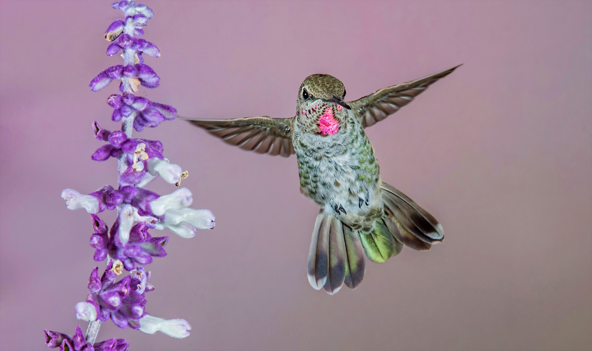 Free download wallpaper Birds, Flower, Bird, Animal, Hummingbird on your PC desktop