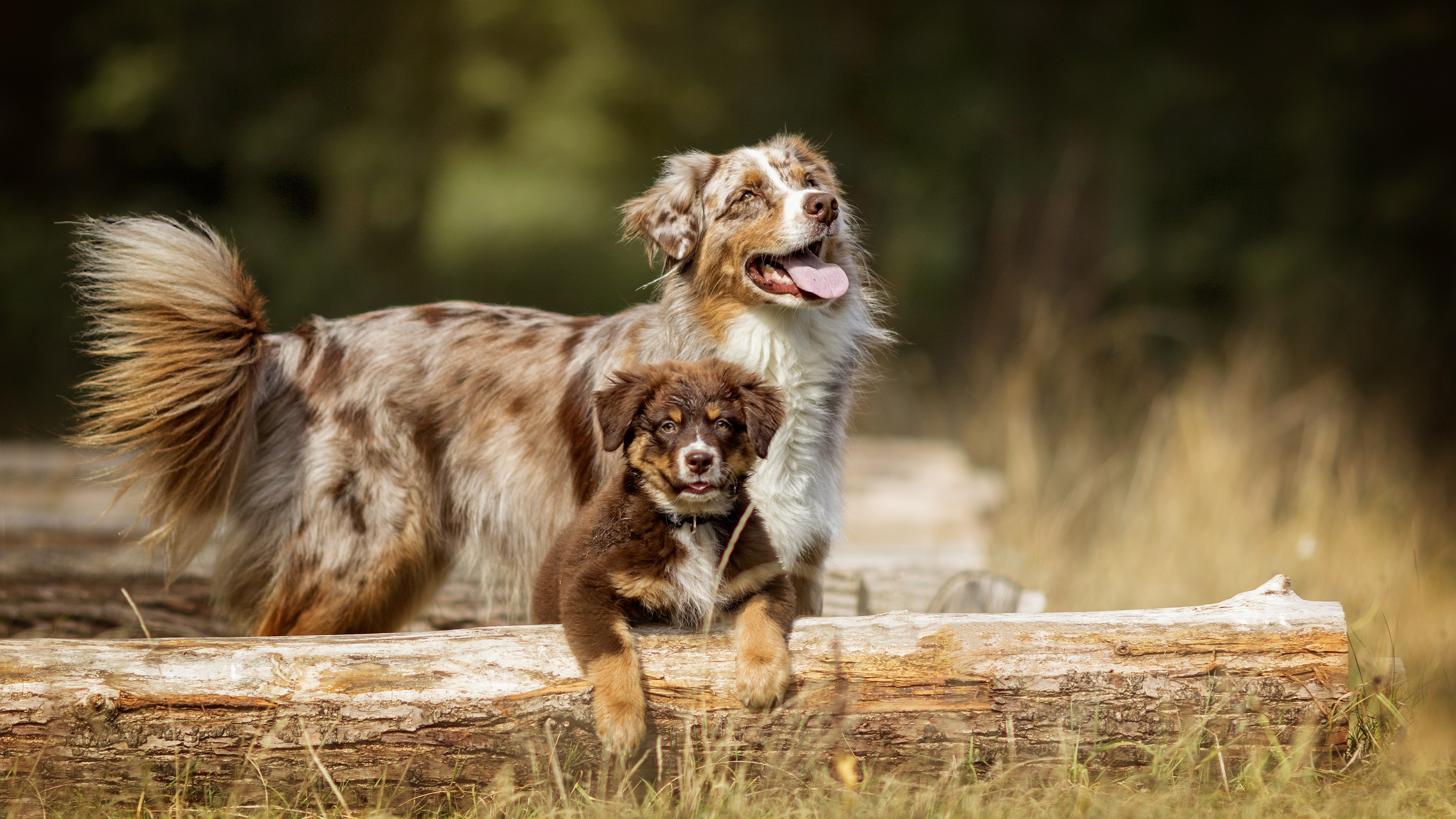 Download mobile wallpaper Dogs, Animal, Puppy, Australian Shepherd for free.