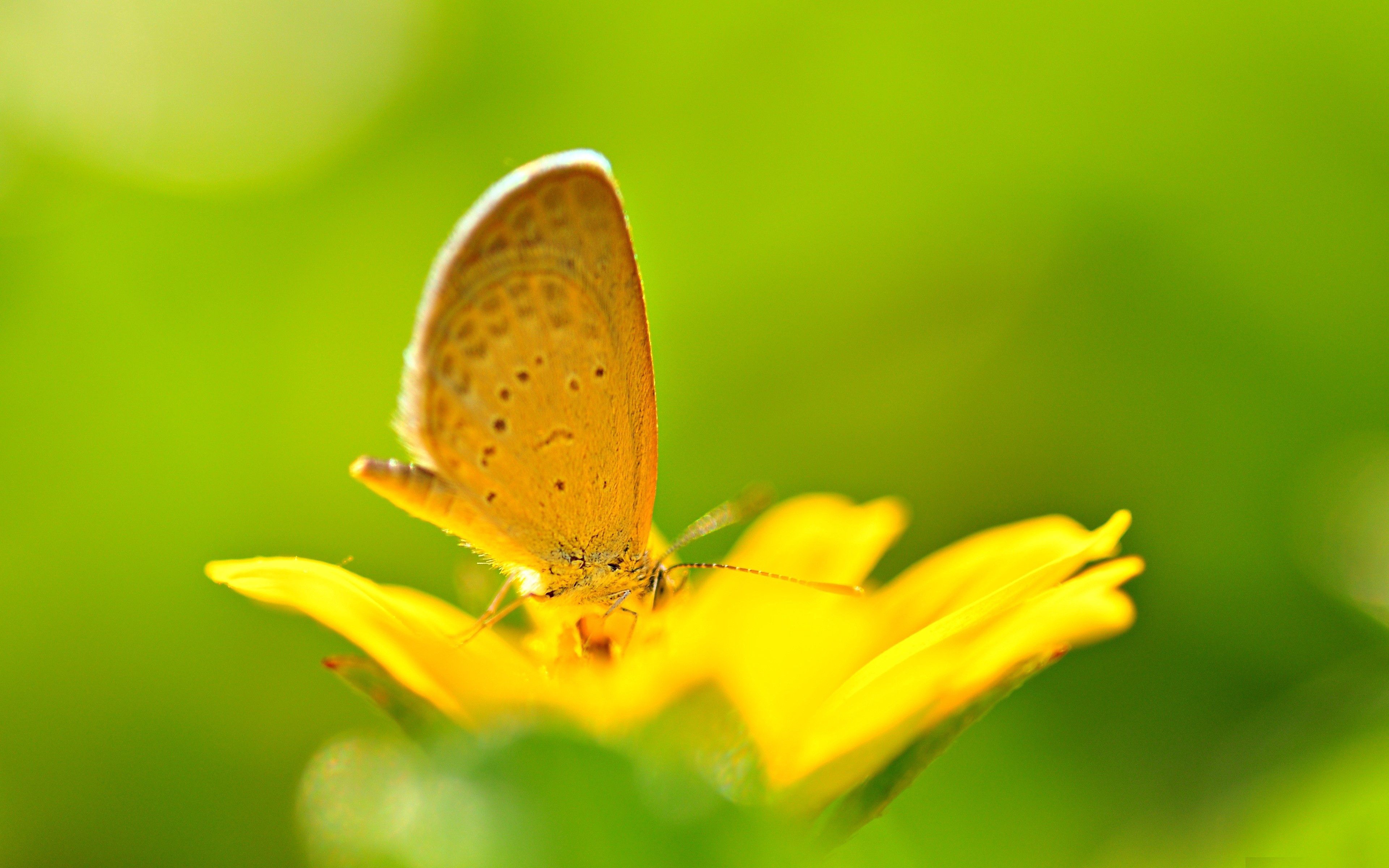 Download mobile wallpaper Macro, Flower, Flight, Light, Shine, Color, Bright, Butterfly for free.