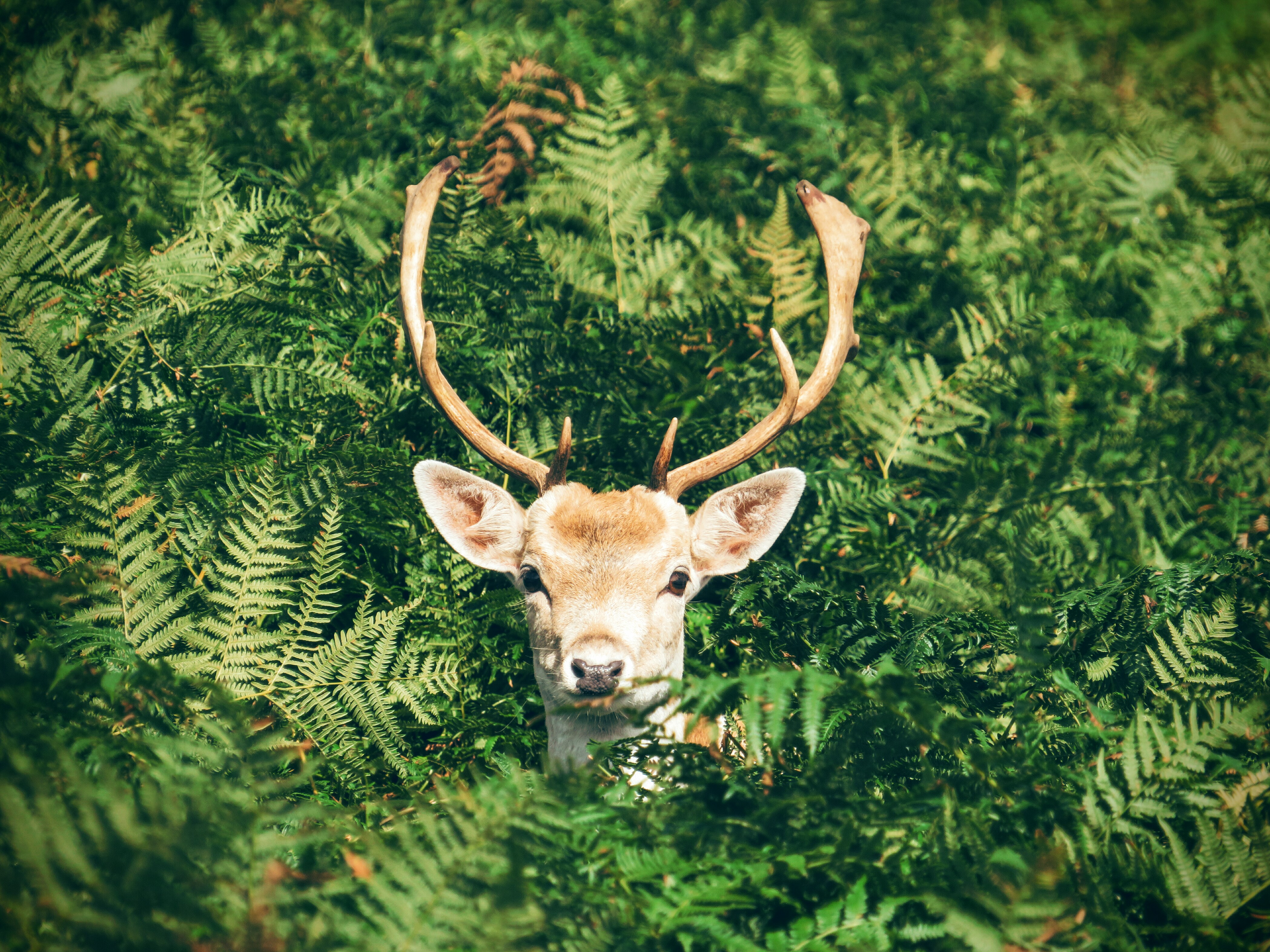 deer, animals, muzzle, foliage, horns High Definition image