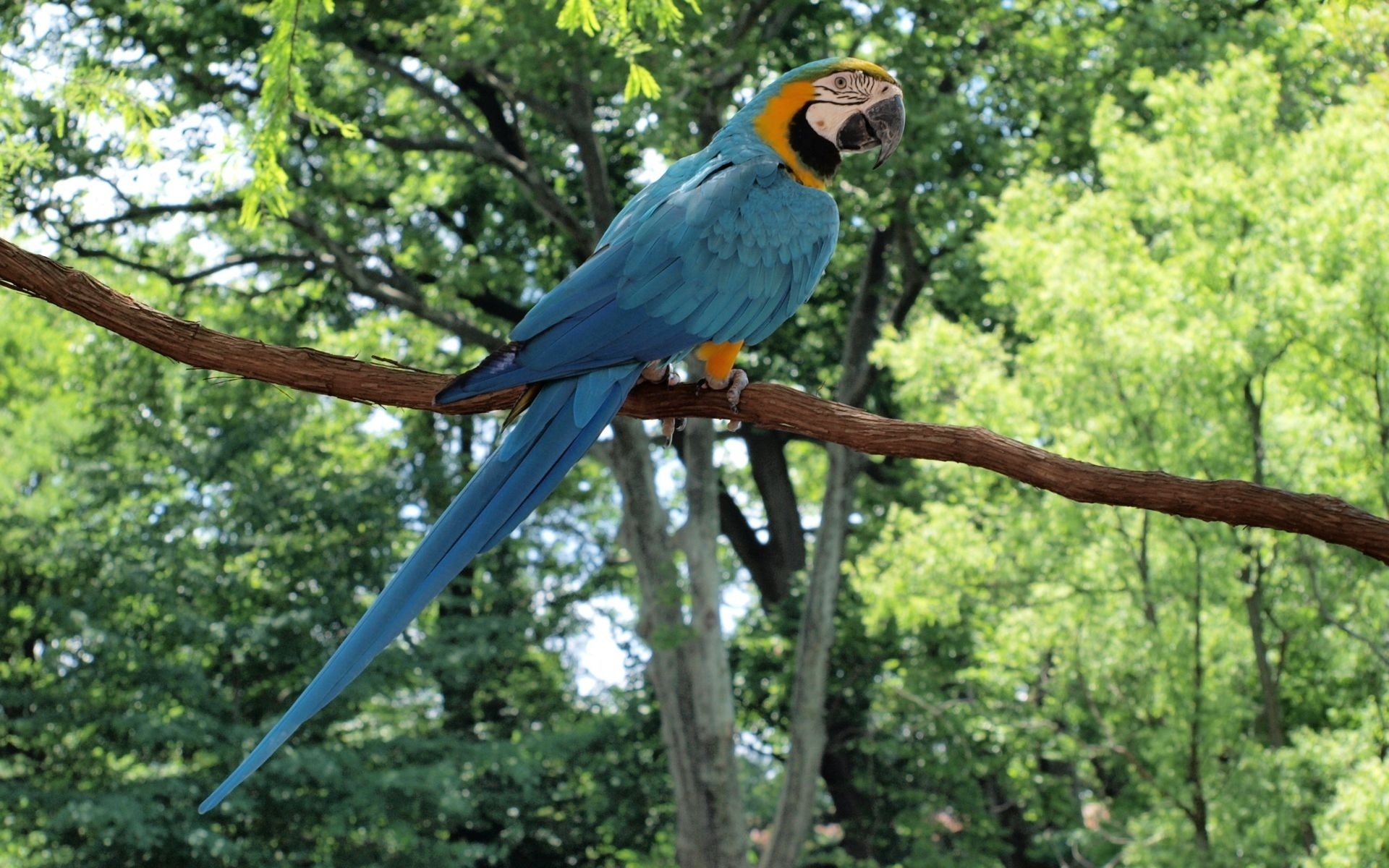 276211画像をダウンロード動物, 青と黄色のコンゴウインコ, 鳥, オウム-壁紙とスクリーンセーバーを無料で