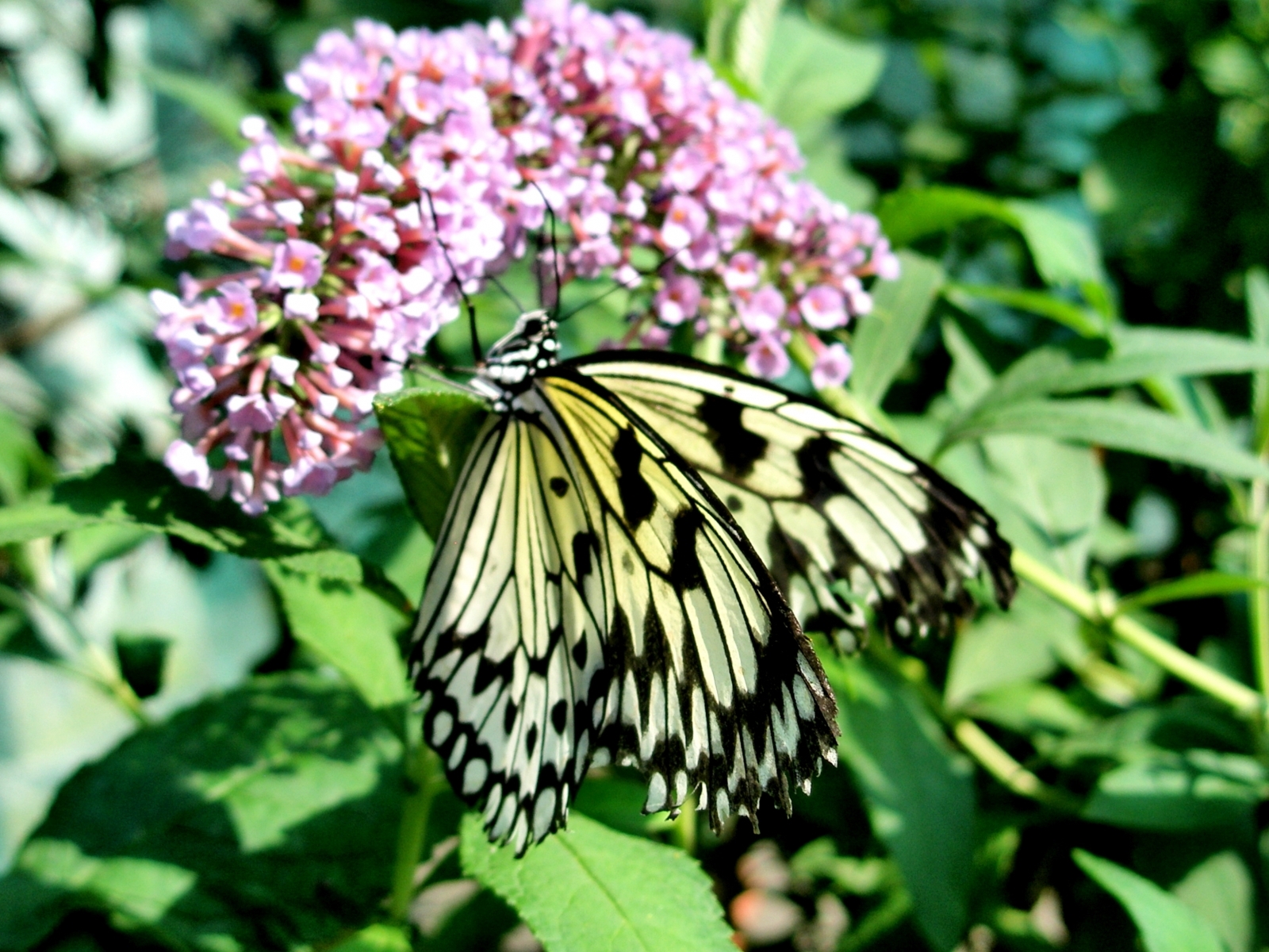 2376 baixar papel de parede borboletas, insetos - protetores de tela e imagens gratuitamente