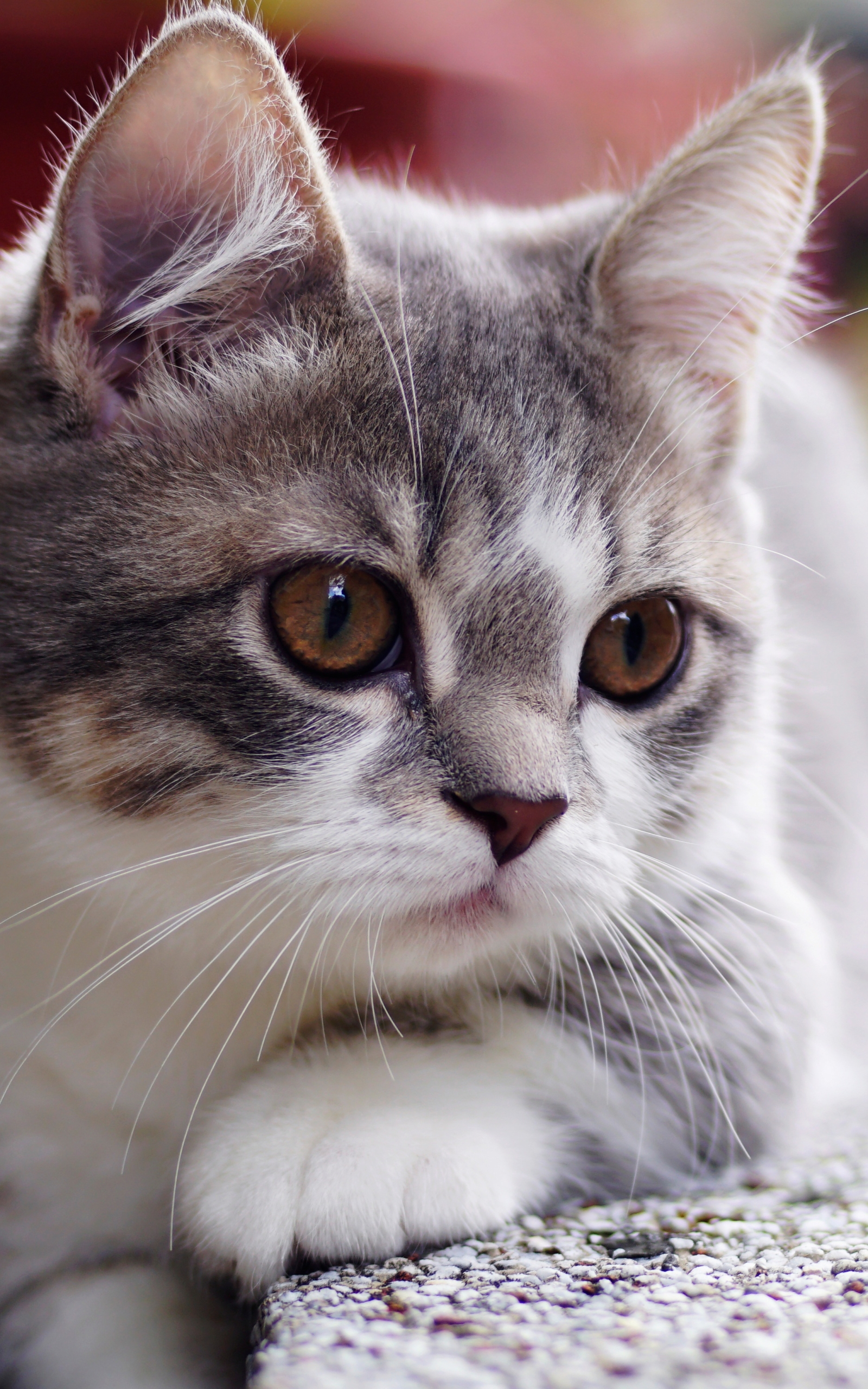 Baixe gratuitamente a imagem Animais, Gatos, Gato, Gatinho, Animal Bebê na área de trabalho do seu PC