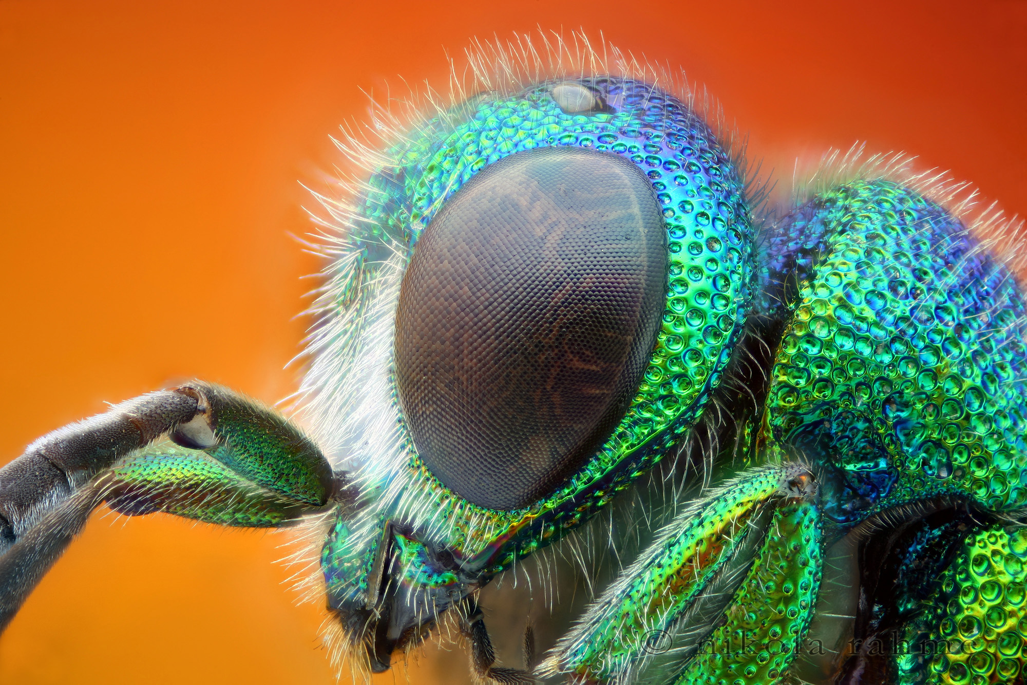 319423 baixar imagens animais, vespa, macro, insetos - papéis de parede e protetores de tela gratuitamente