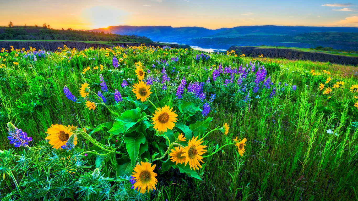 Free download wallpaper Flowers, Sunrise, Earth, Sunflower on your PC desktop