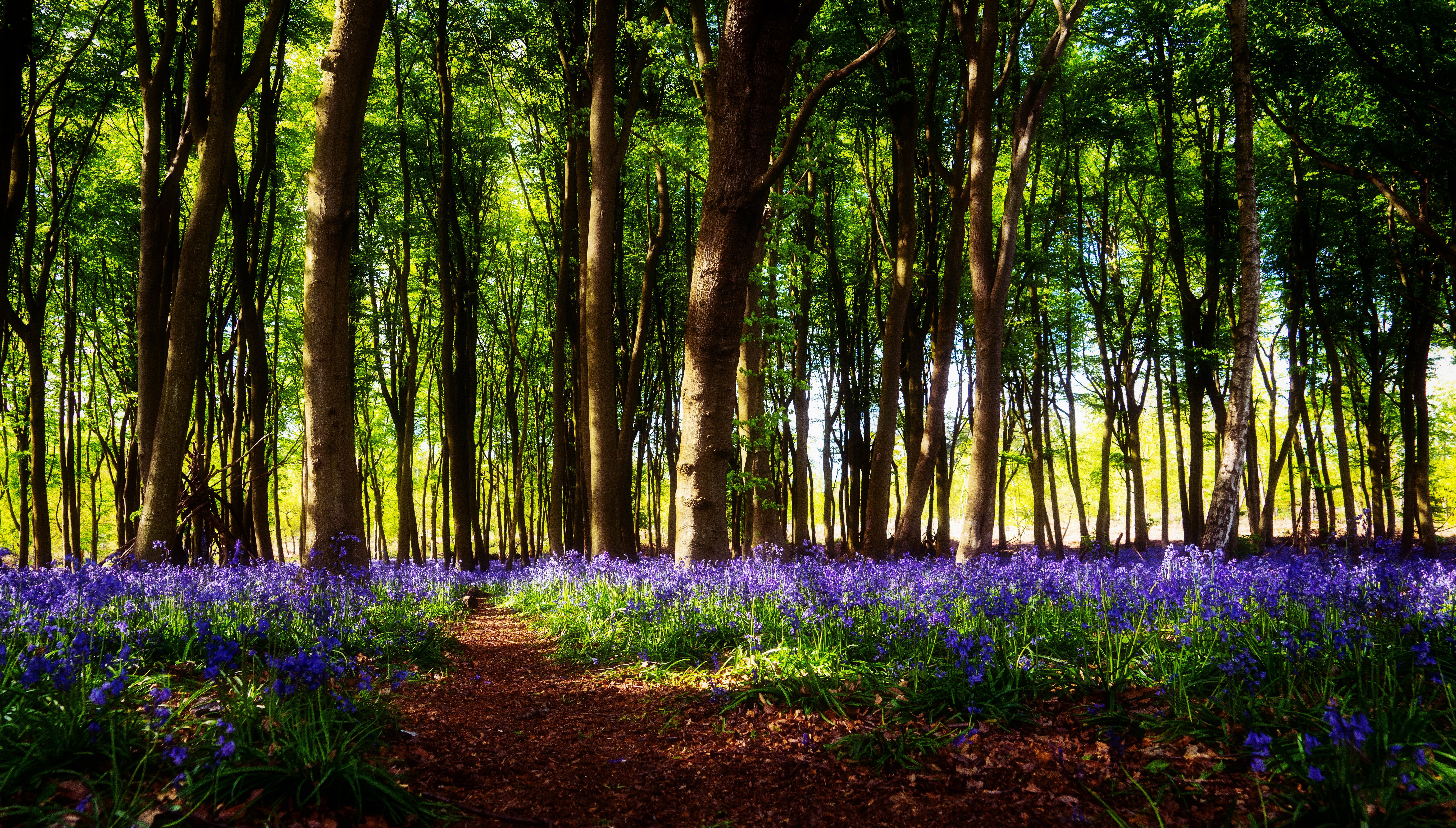 Download mobile wallpaper Flower, Forest, Earth, Path for free.