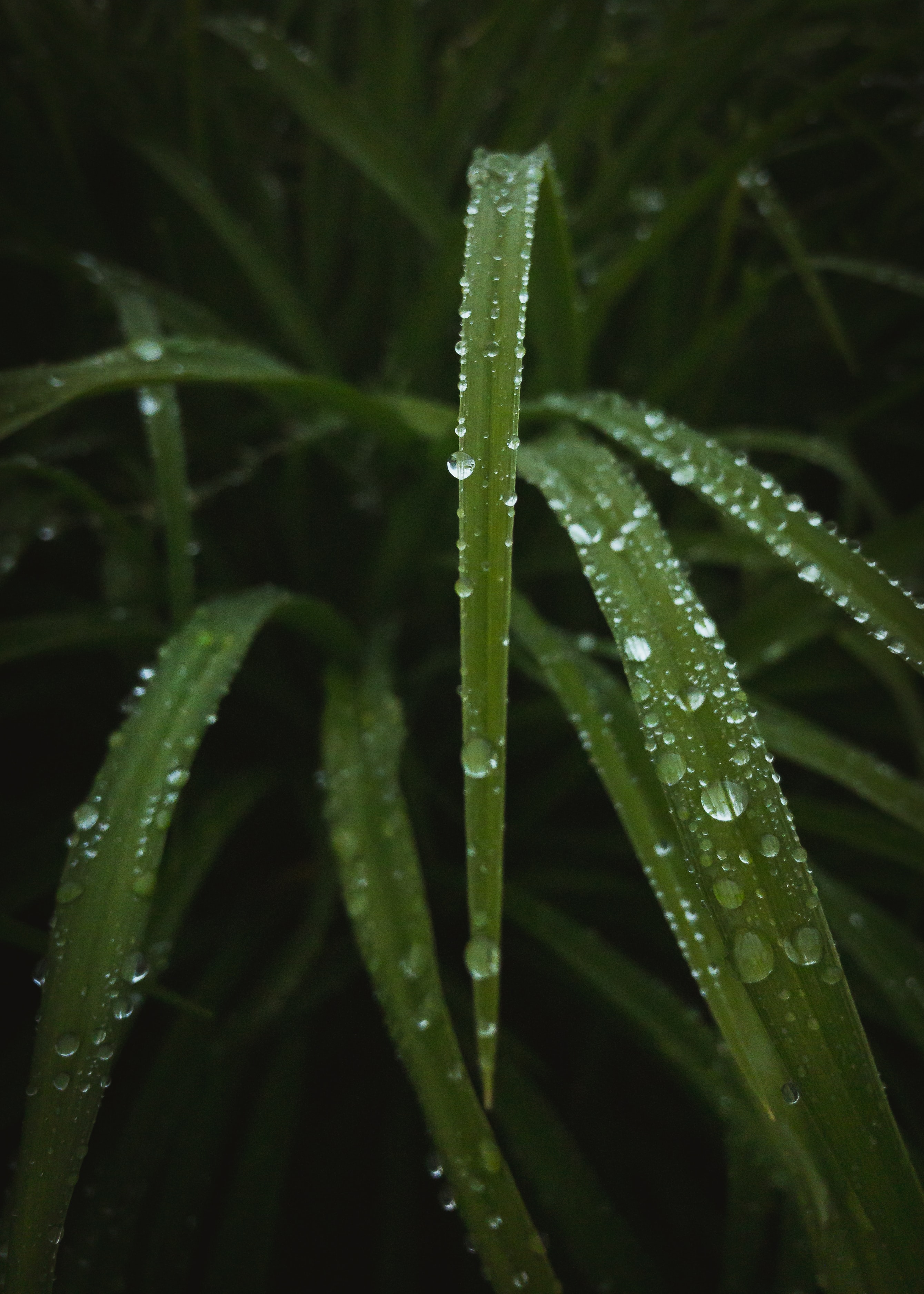 Download mobile wallpaper Leaves, Dew, Macro, Drops, Nature, Water for free.