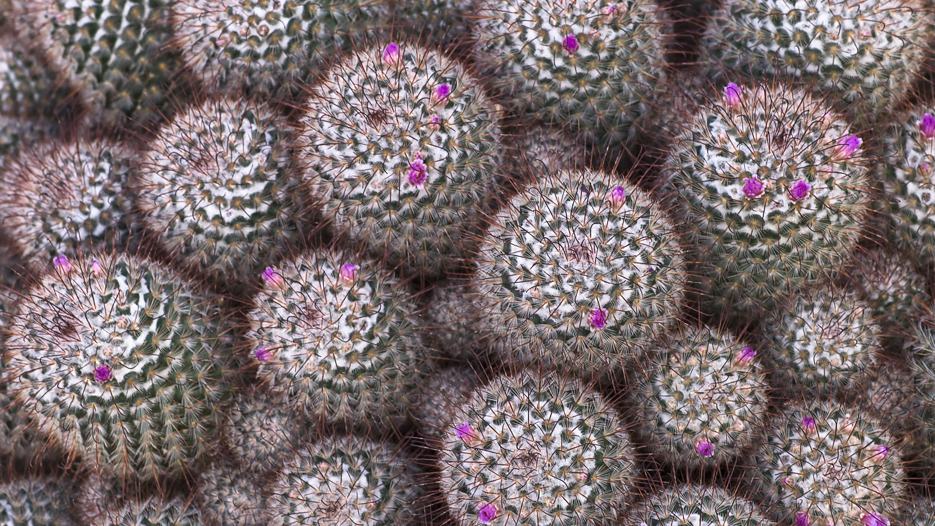 Handy-Wallpaper Kaktus, Erde/natur kostenlos herunterladen.