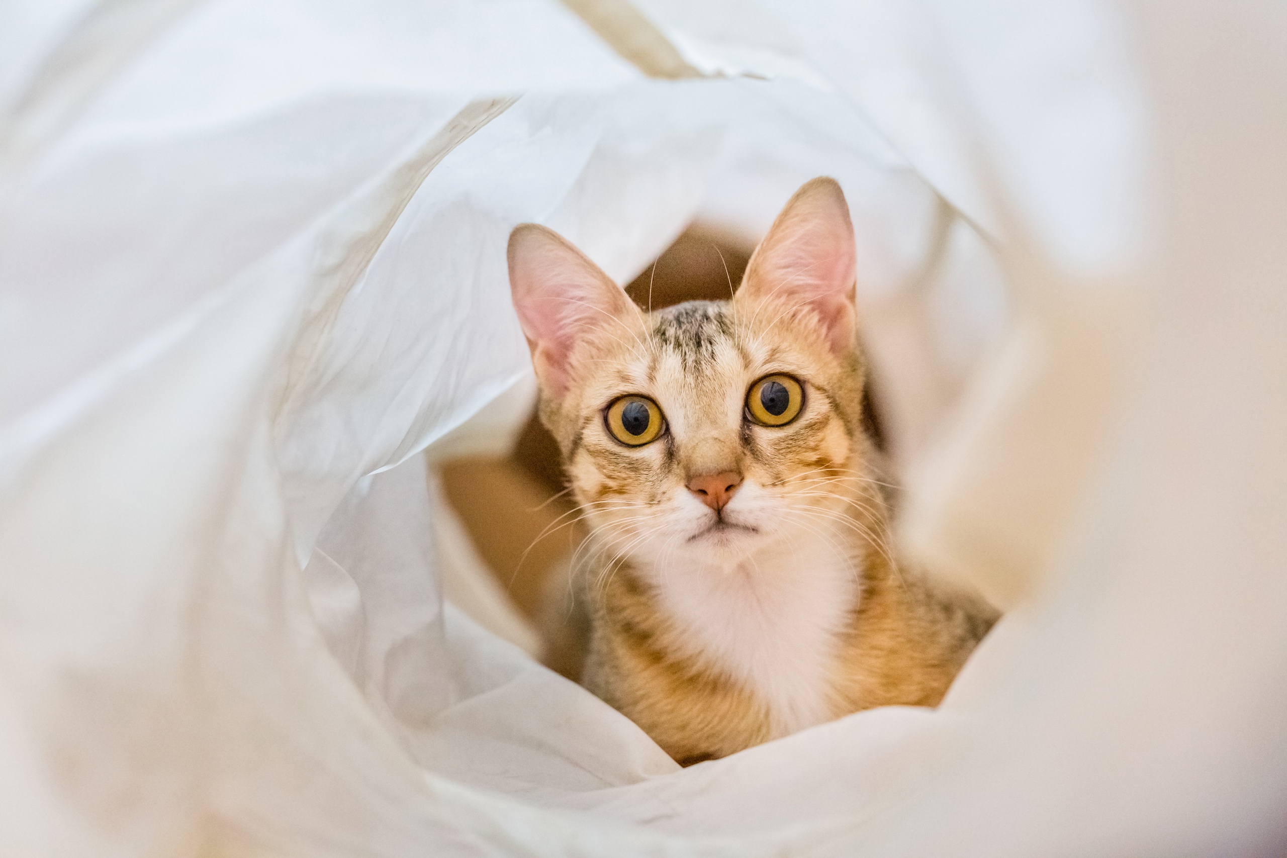 Baixe gratuitamente a imagem Animais, Gatos, Gato, Olhar Fixamente na área de trabalho do seu PC