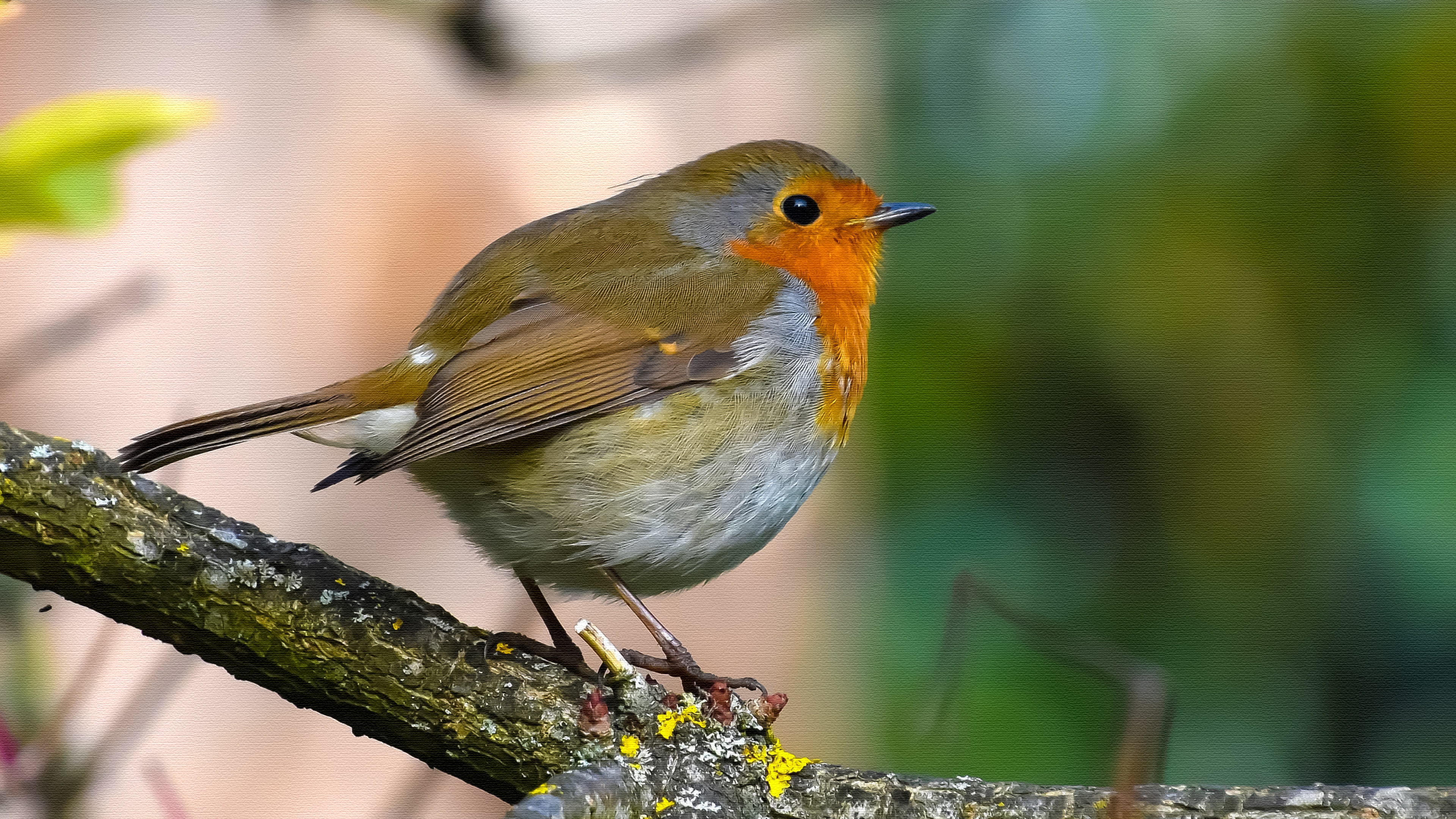 Download mobile wallpaper Bird, Animal, Robin for free.