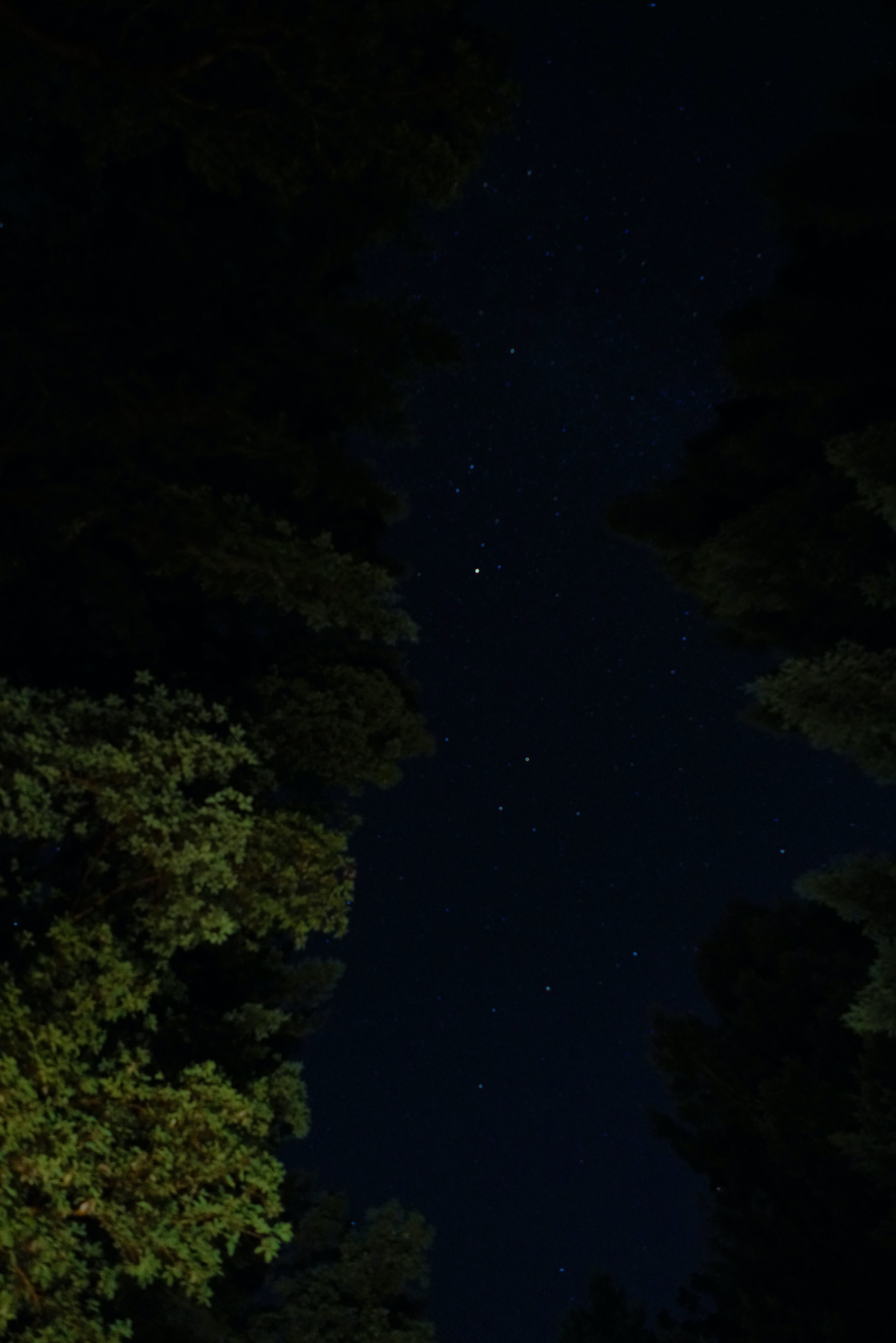 Download mobile wallpaper Starry Sky, Trees, Stars, Night, Dark for free.