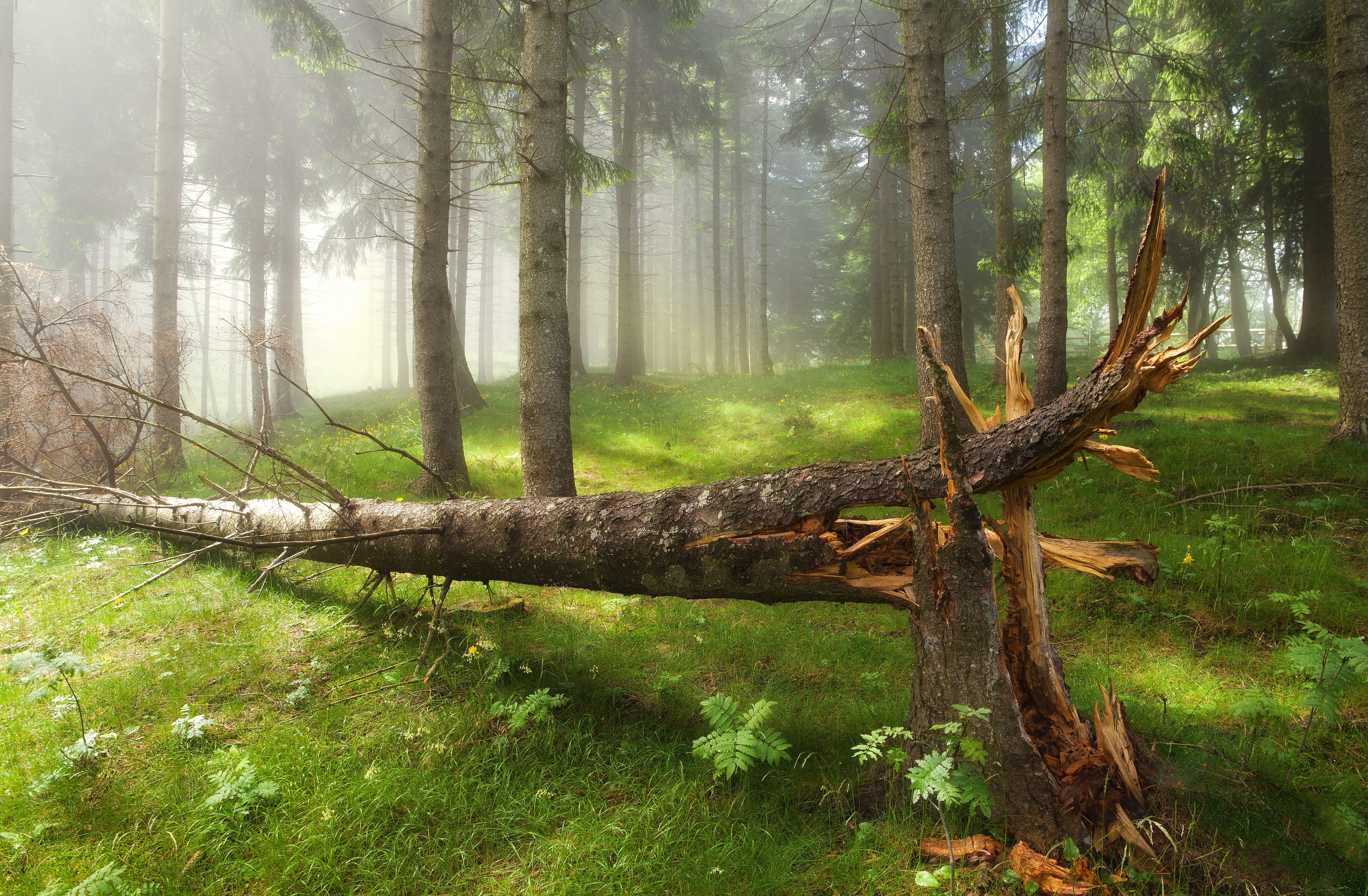 Free download wallpaper Pine, Forest, Fog, Earth, Pine Tree on your PC desktop