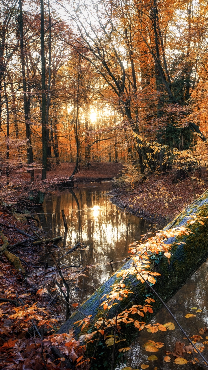 Download mobile wallpaper Nature, Forest, Fall, Earth, River for free.