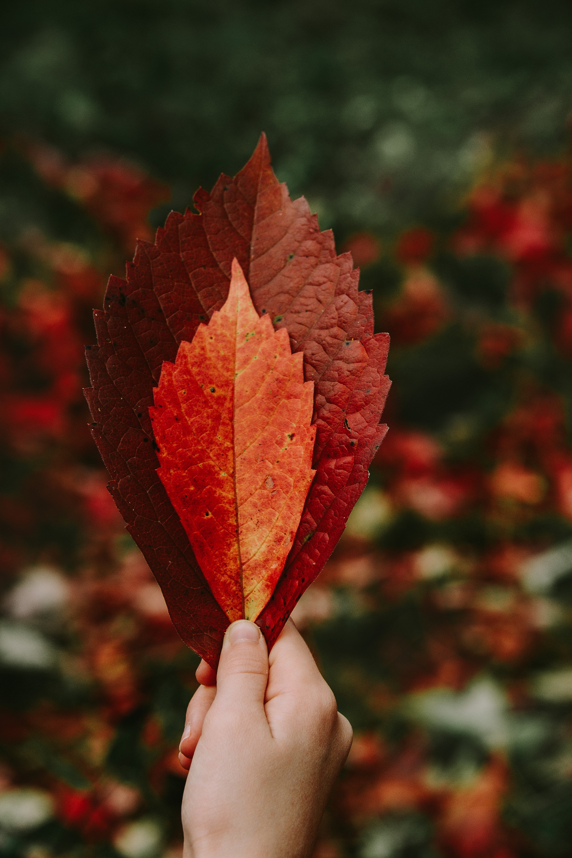 PCデスクトップに葉, 手, その他, 雑, 赤い, ドライ, 乾いた, 秋画像を無料でダウンロード