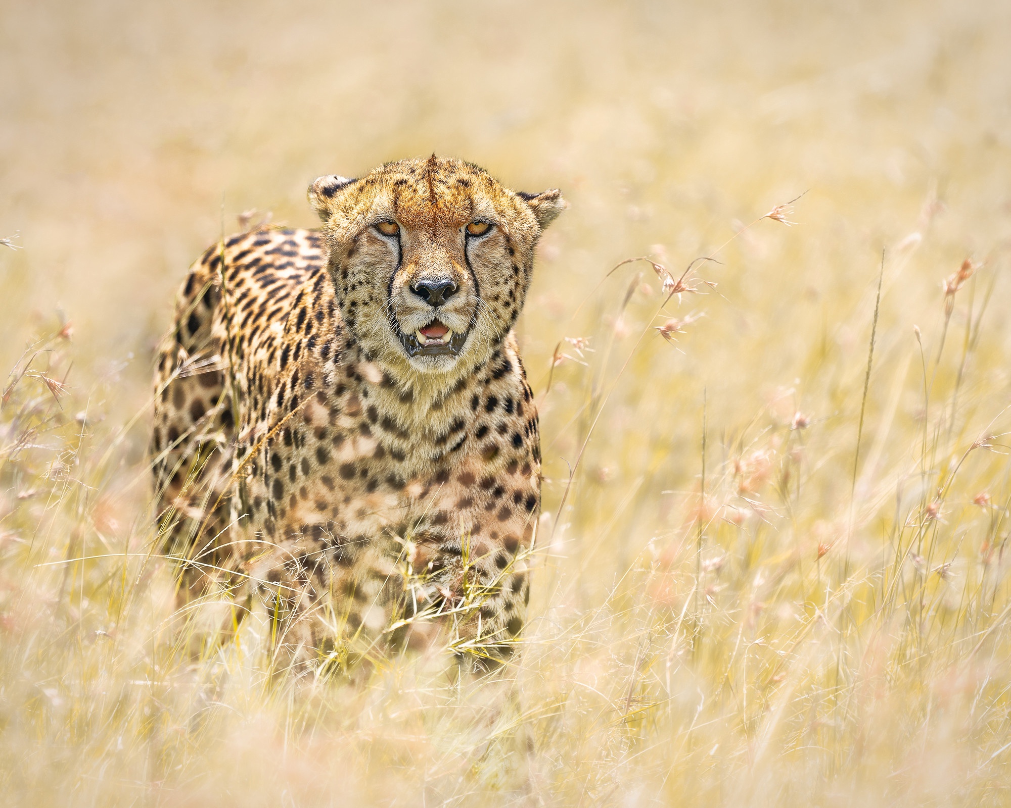 Téléchargez des papiers peints mobile Animaux, Chats, Guépard gratuitement.