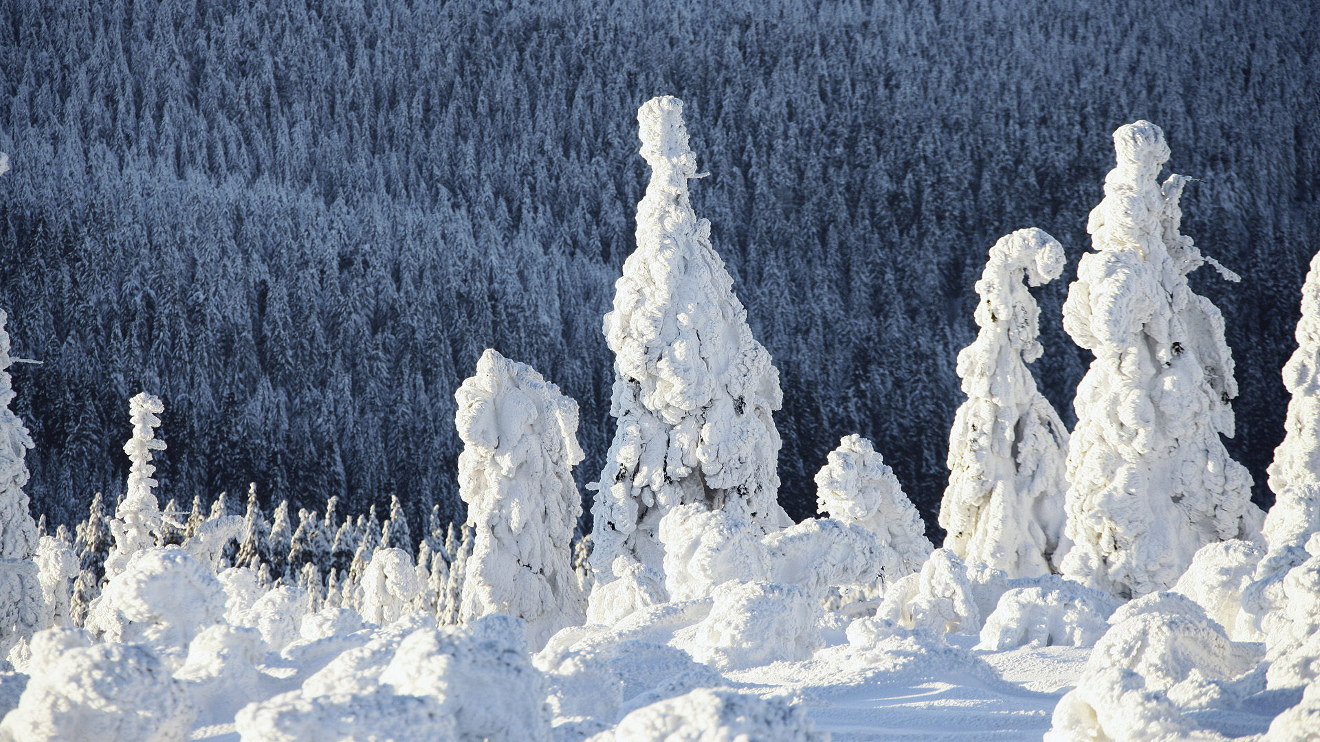 Laden Sie das Landschaft, Winter, Schnee, Wald, Gebirge, Szene, Erde/natur-Bild kostenlos auf Ihren PC-Desktop herunter