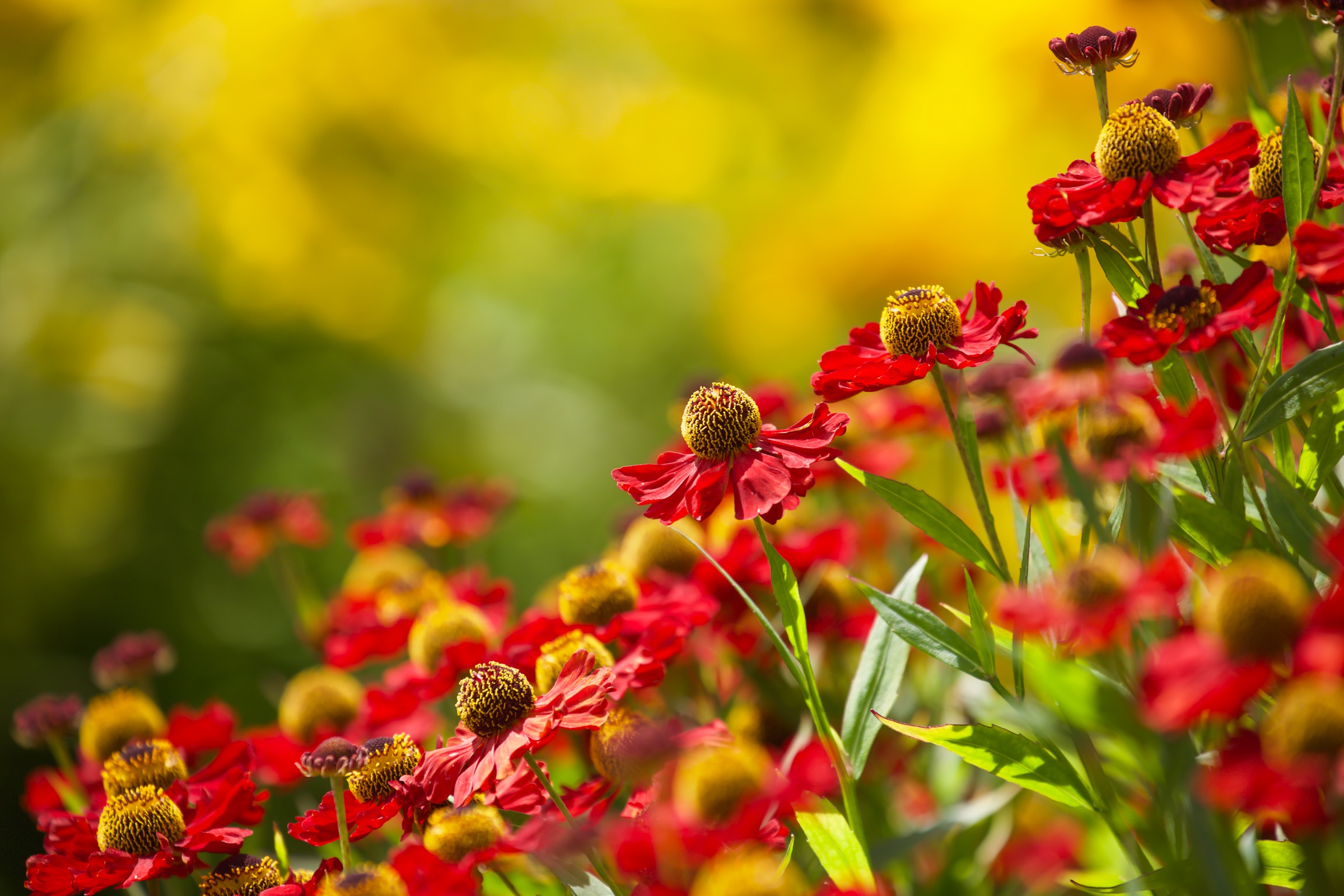 Free download wallpaper Nature, Flowers, Flower, Earth, Red Flower on your PC desktop