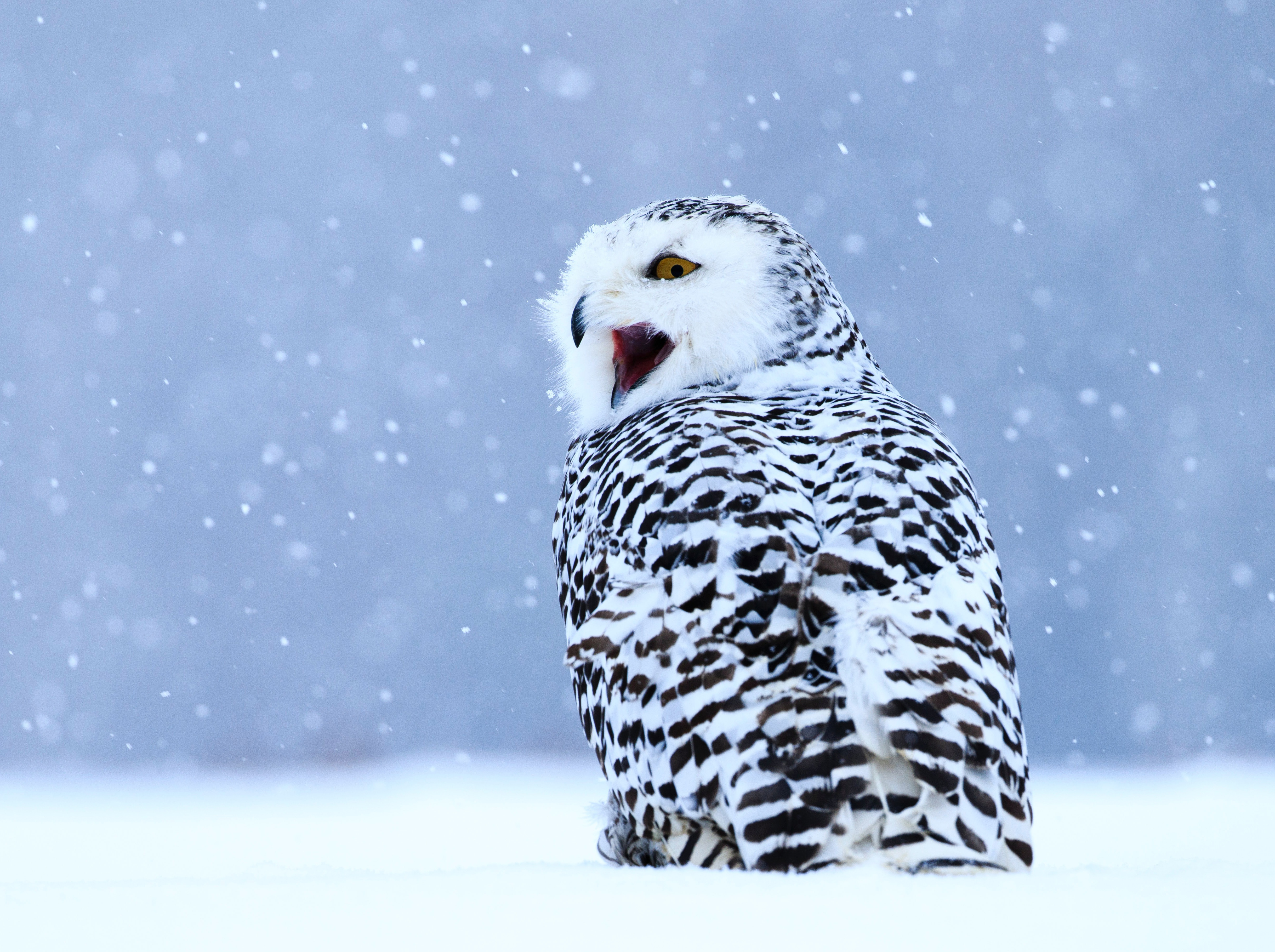 無料モバイル壁紙動物, 鳥, フクロウ, 雪, シロフクロウをダウンロードします。