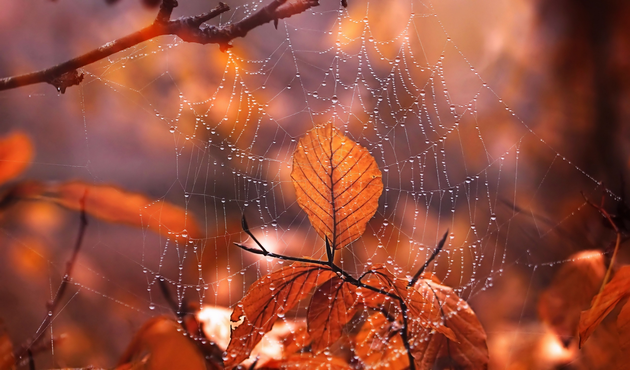 無料モバイル壁紙秋, 葉, 大きい, クモの巣, 写真撮影, 水滴, 被写界深度をダウンロードします。