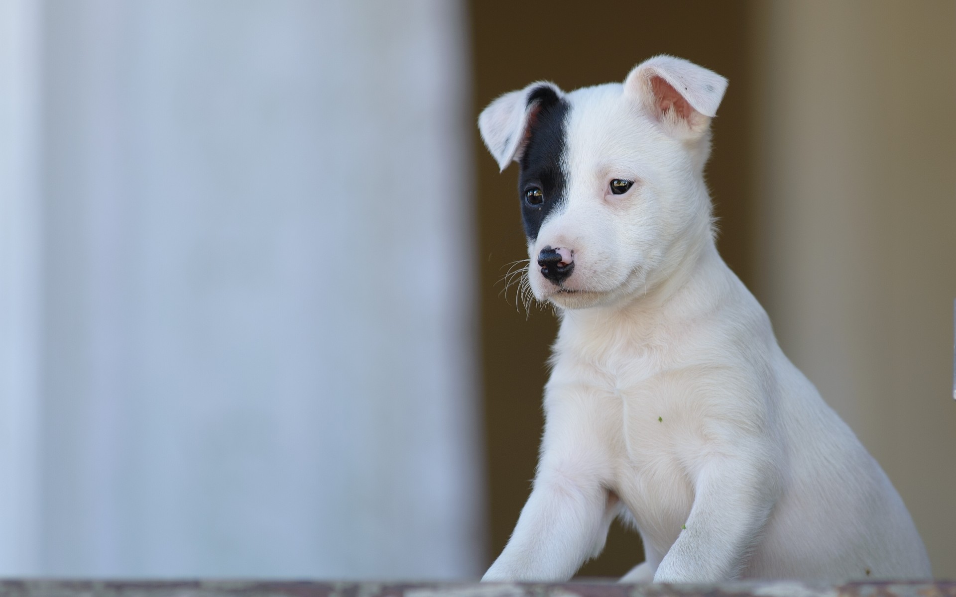 Handy-Wallpaper Welpen, Hunde, Tiere kostenlos herunterladen.