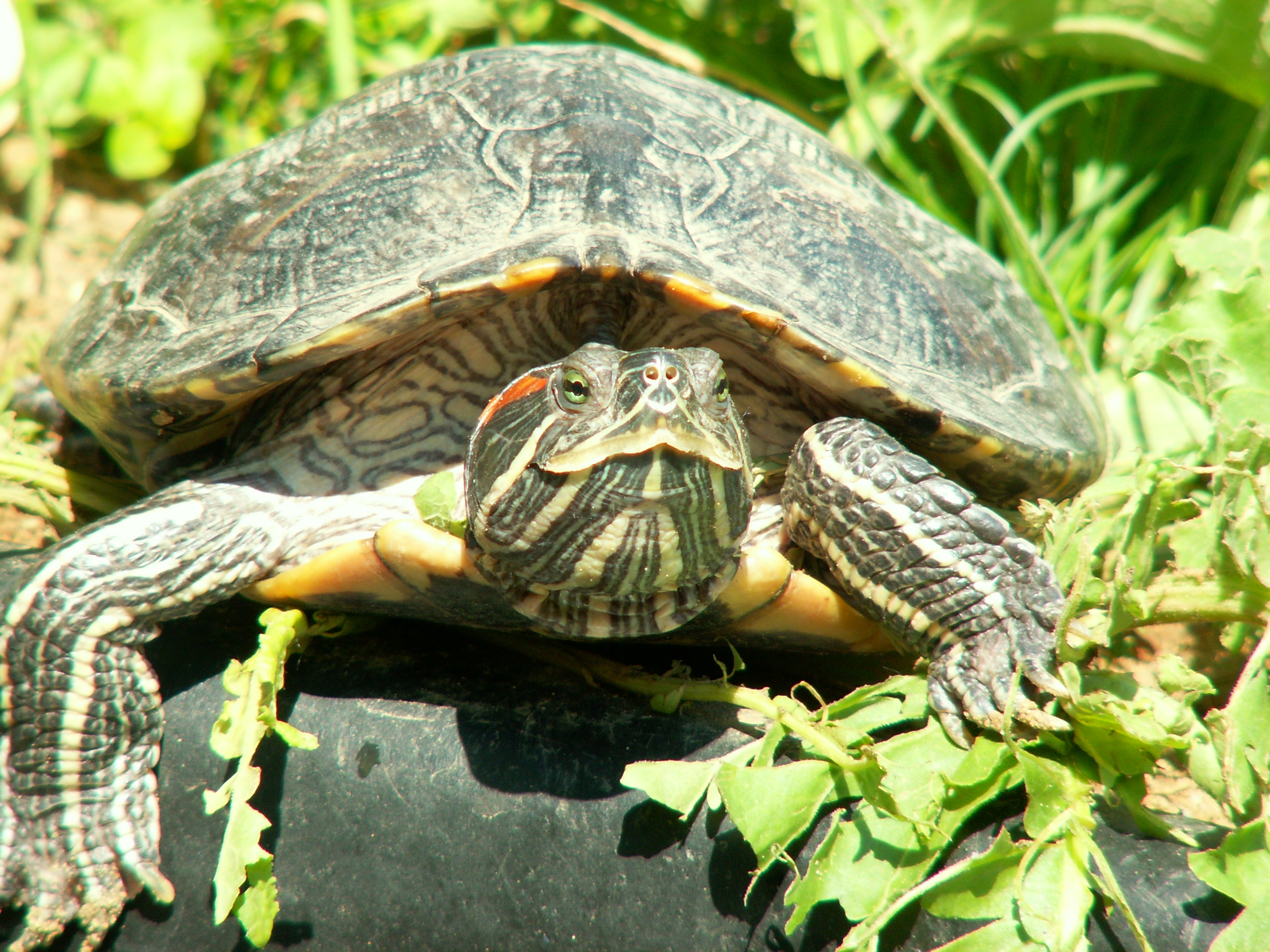 Free download wallpaper Nature, Animals, Greens, Turtle on your PC desktop