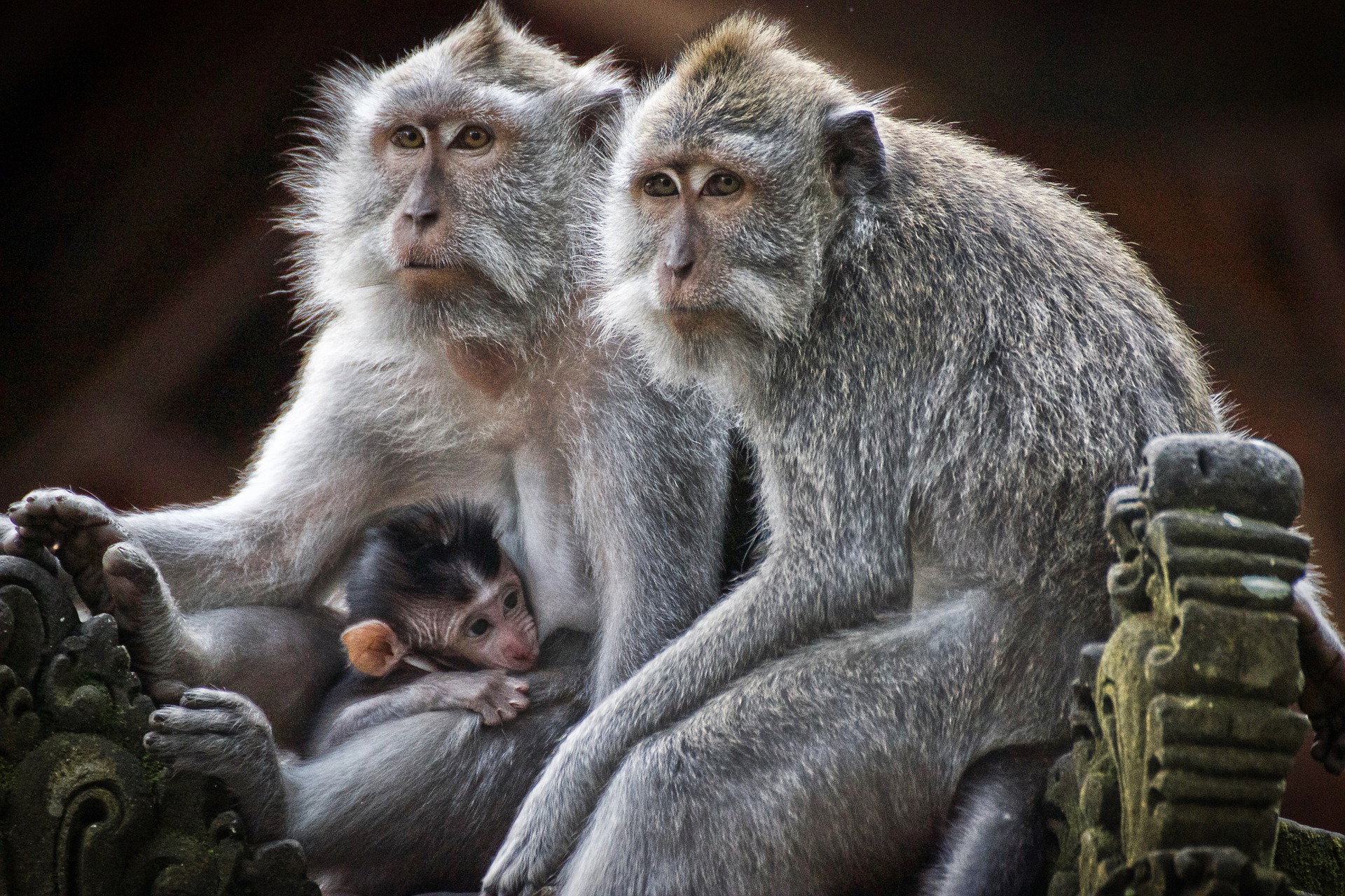 954548 descargar fondo de pantalla animales, macaco, bebe animal, mono, primate: protectores de pantalla e imágenes gratis