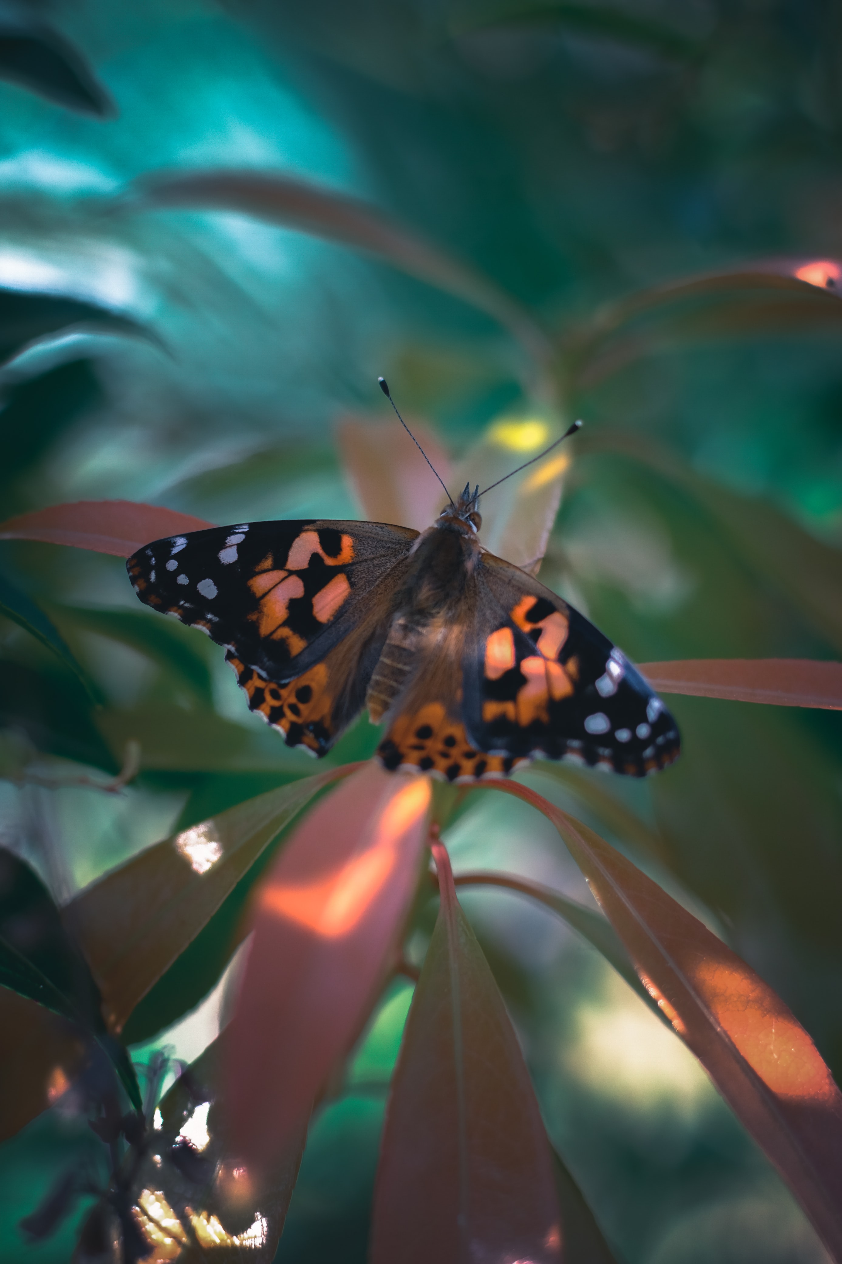 butterfly, animals, plant, pattern, wings Full HD