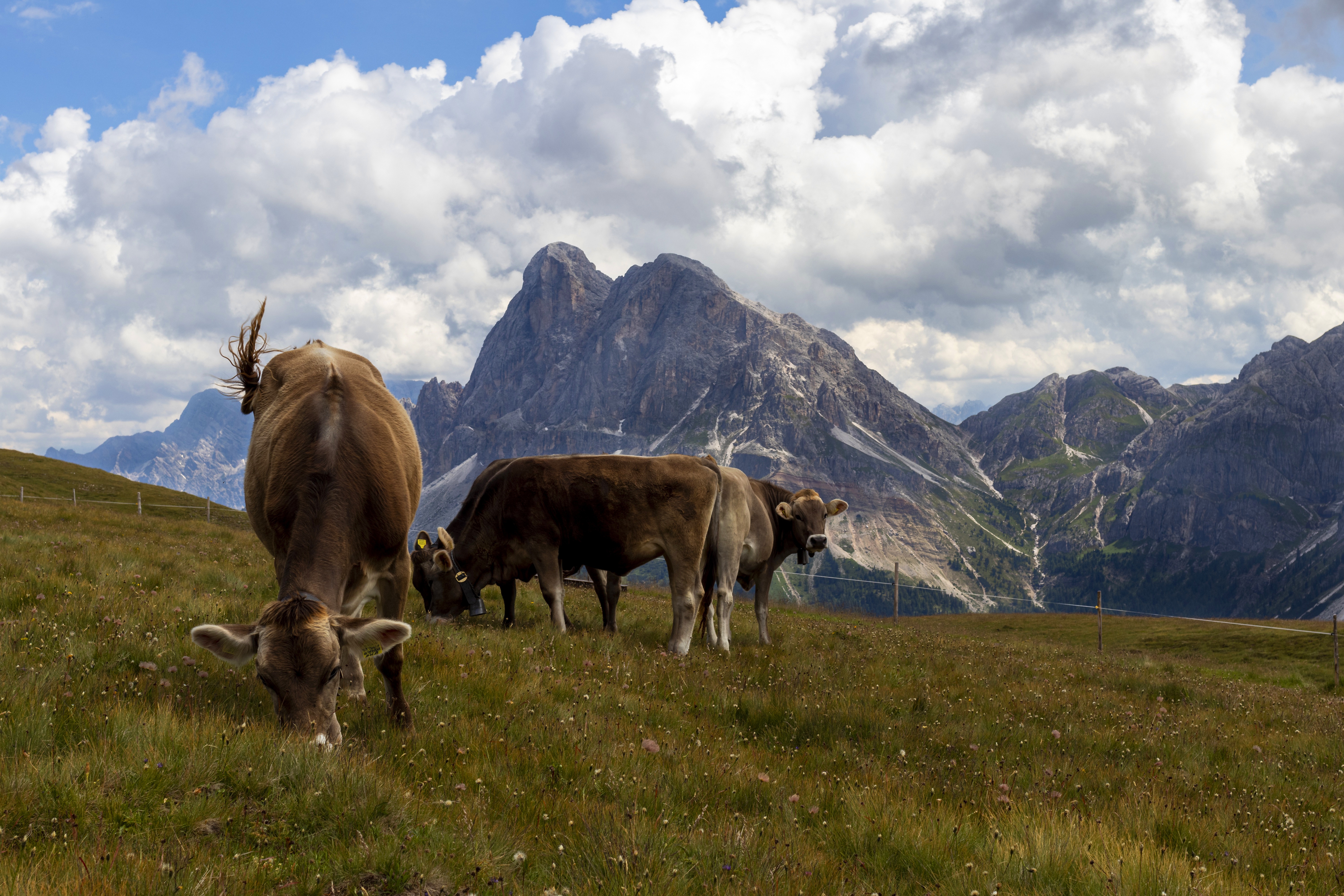 animal, cow, mountain, pasture