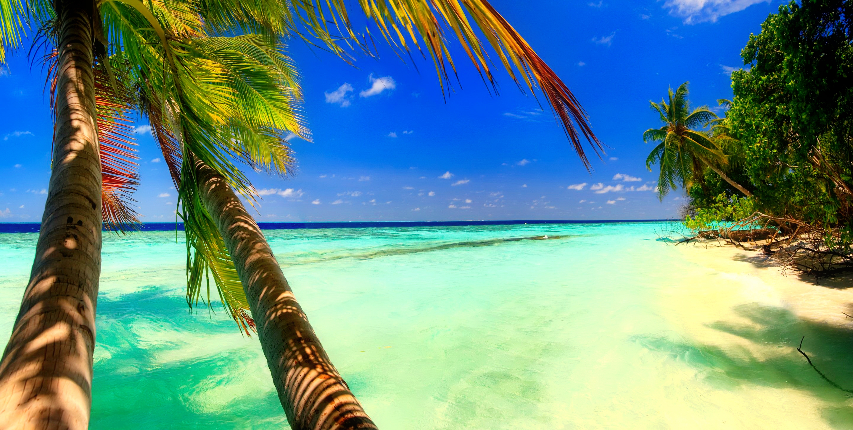 Скачать картинку Пляж, Пальмы, Горизонт, Тропический, Земля/природа в телефон бесплатно.