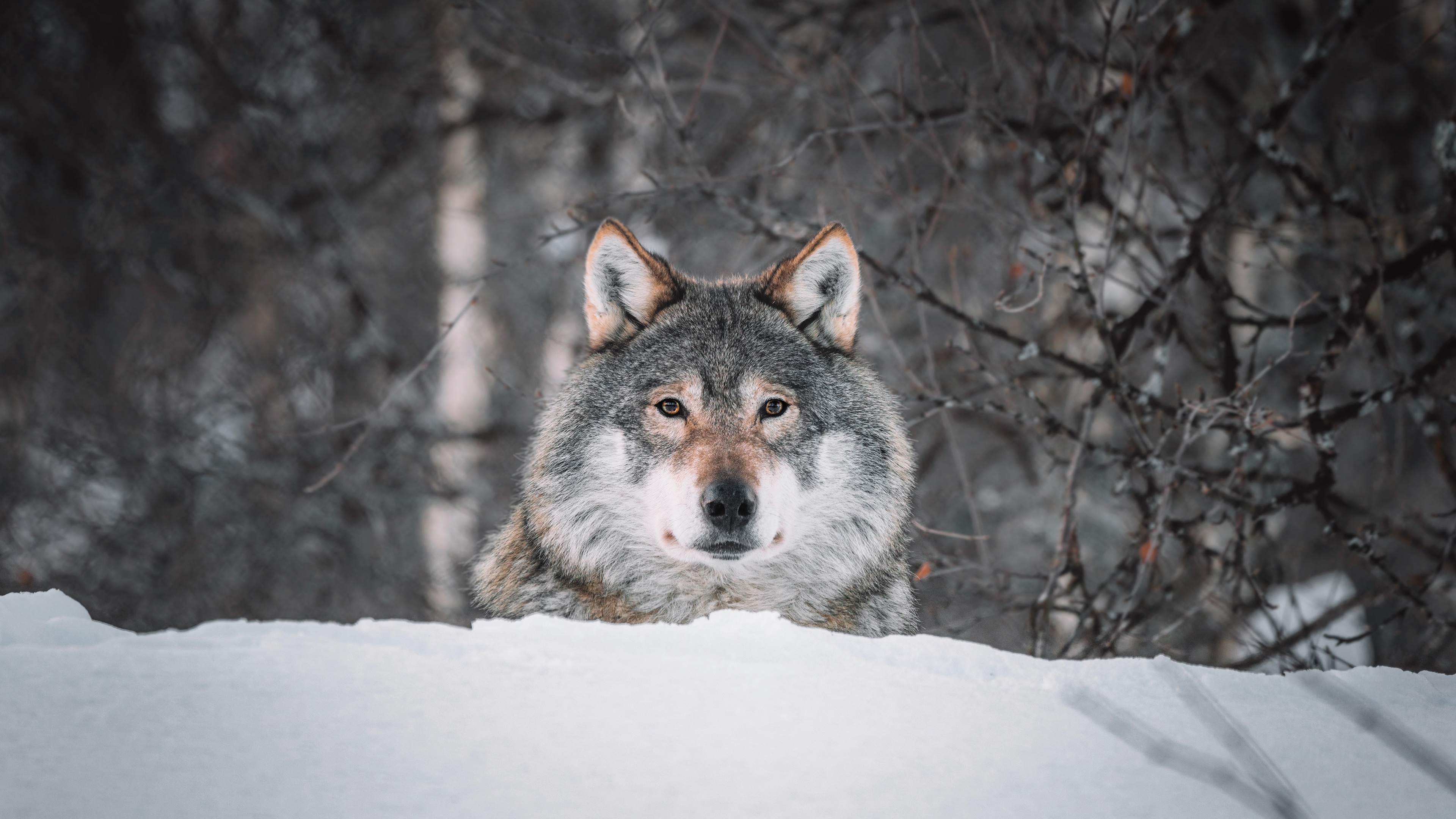 Free download wallpaper Snow, Wolf, Animal, Wolves on your PC desktop