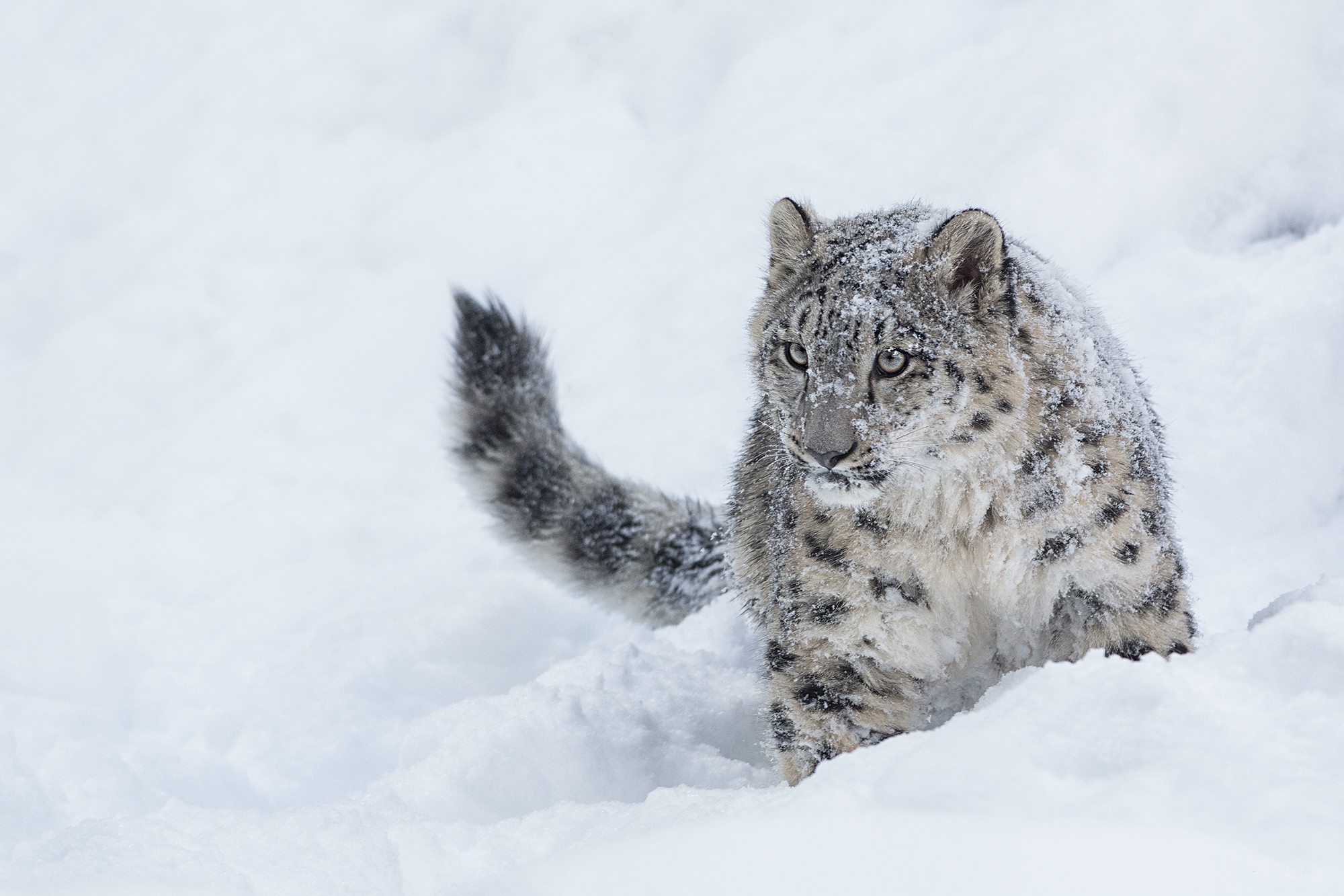 Скачати мобільні шпалери Зима, Сніг, Тварина, Коти, Сніговий Леопард безкоштовно.