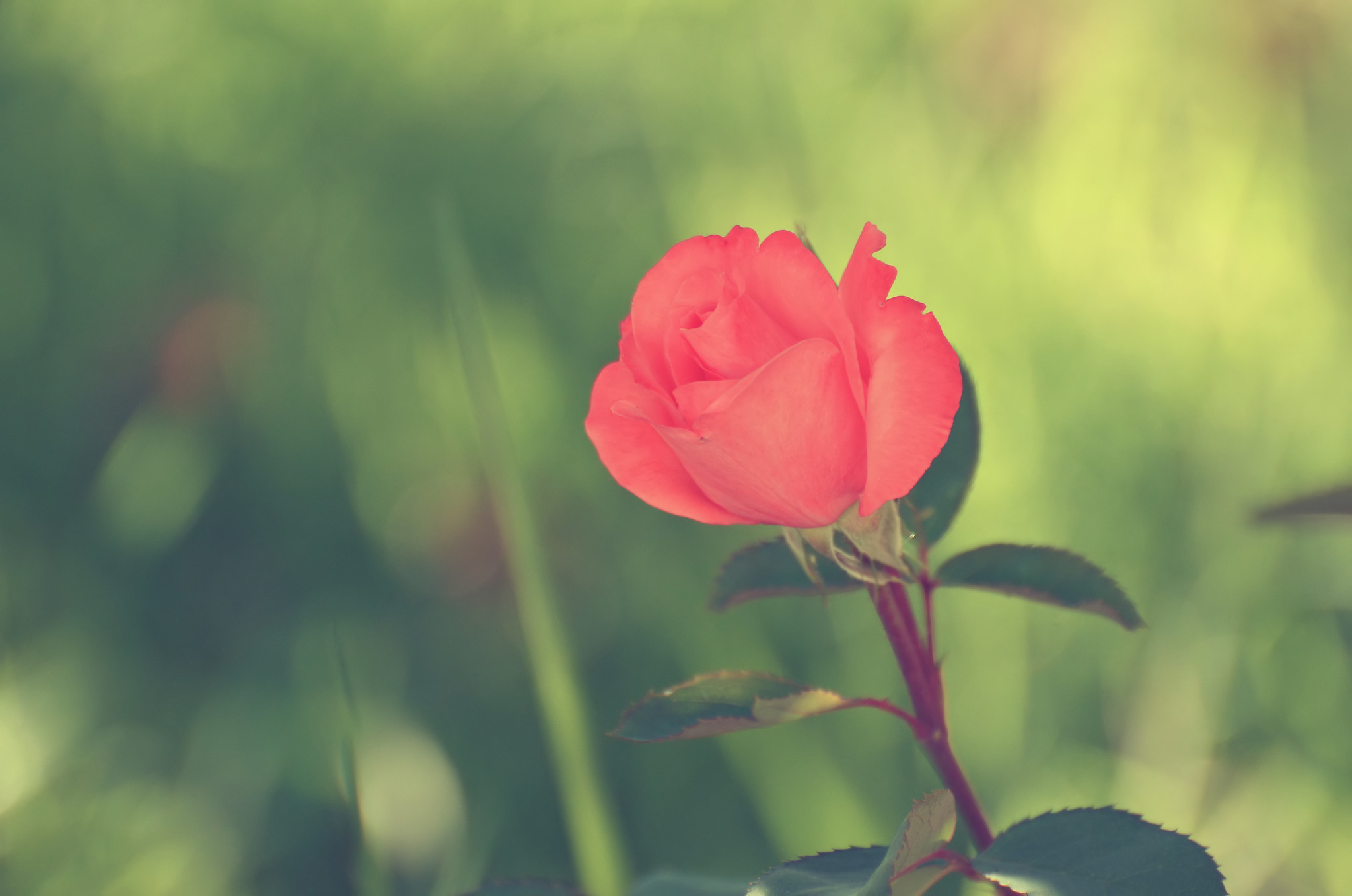 497983 Bildschirmschoner und Hintergrundbilder Blumen auf Ihrem Telefon. Laden Sie  Bilder kostenlos herunter