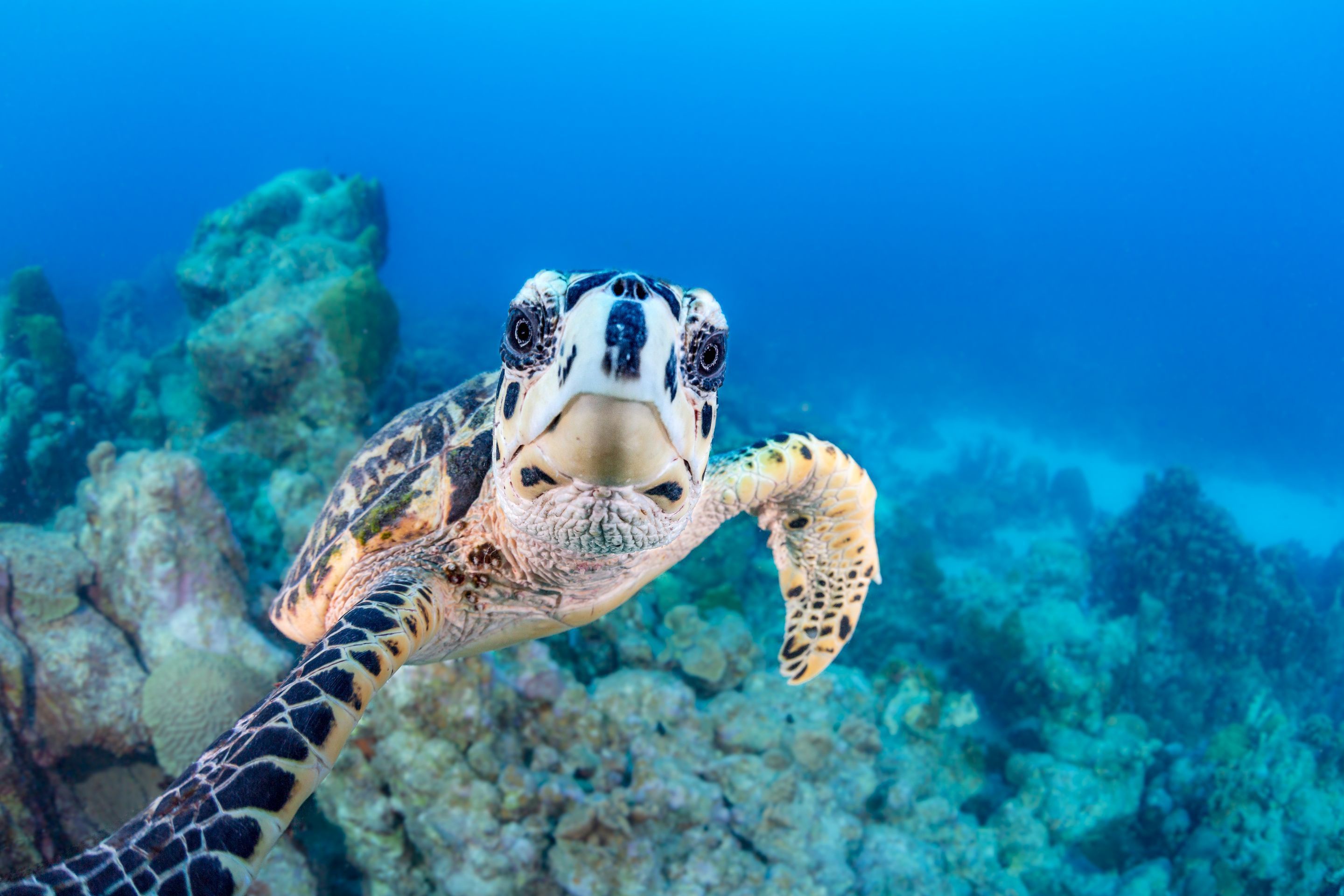 Free download wallpaper Turtles, Animal, Underwater, Turtle, Sea Life on your PC desktop