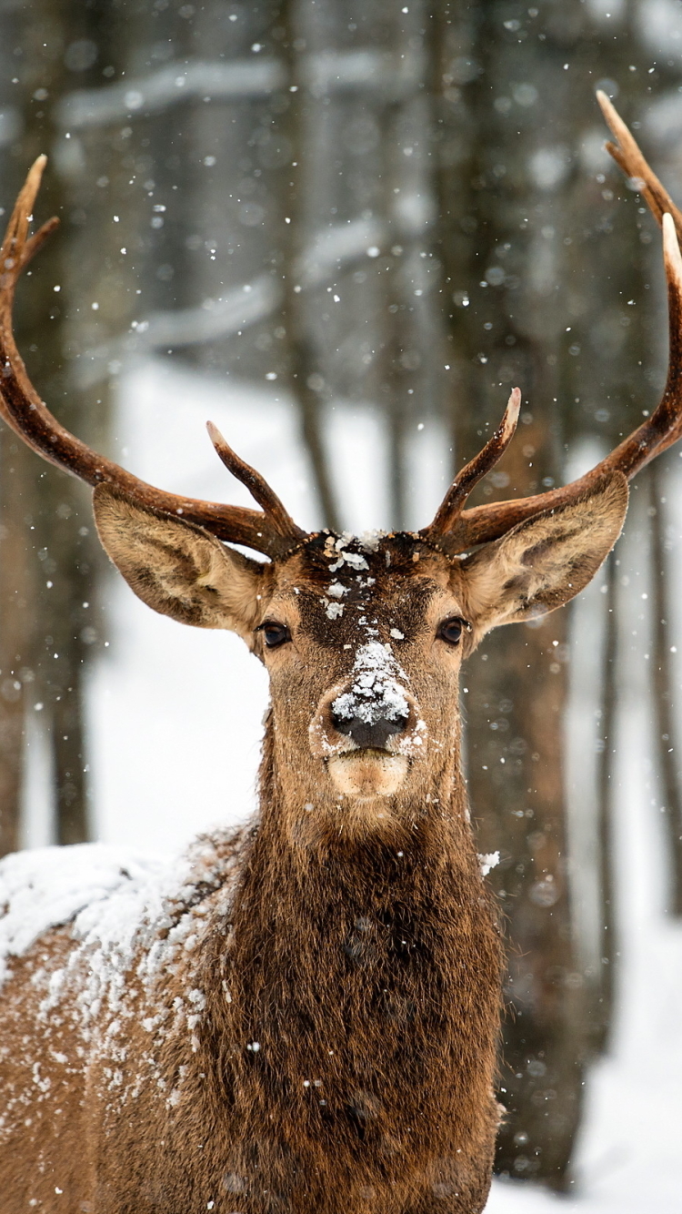 Handy-Wallpaper Tiere, Hirsch kostenlos herunterladen.