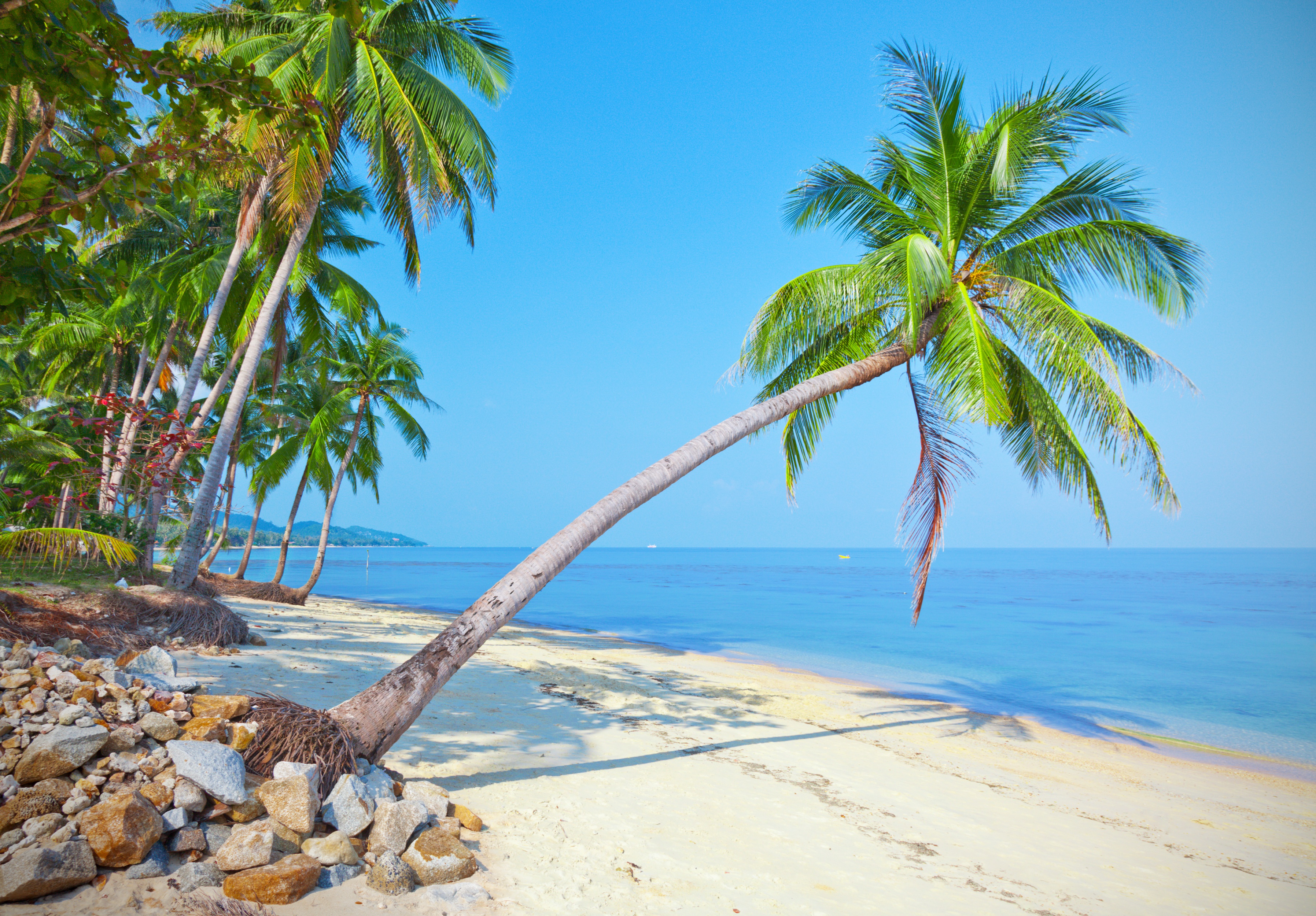 Free download wallpaper Sea, Beach, Sand, Horizon, Ocean, Earth, Tropical, Palm Tree on your PC desktop
