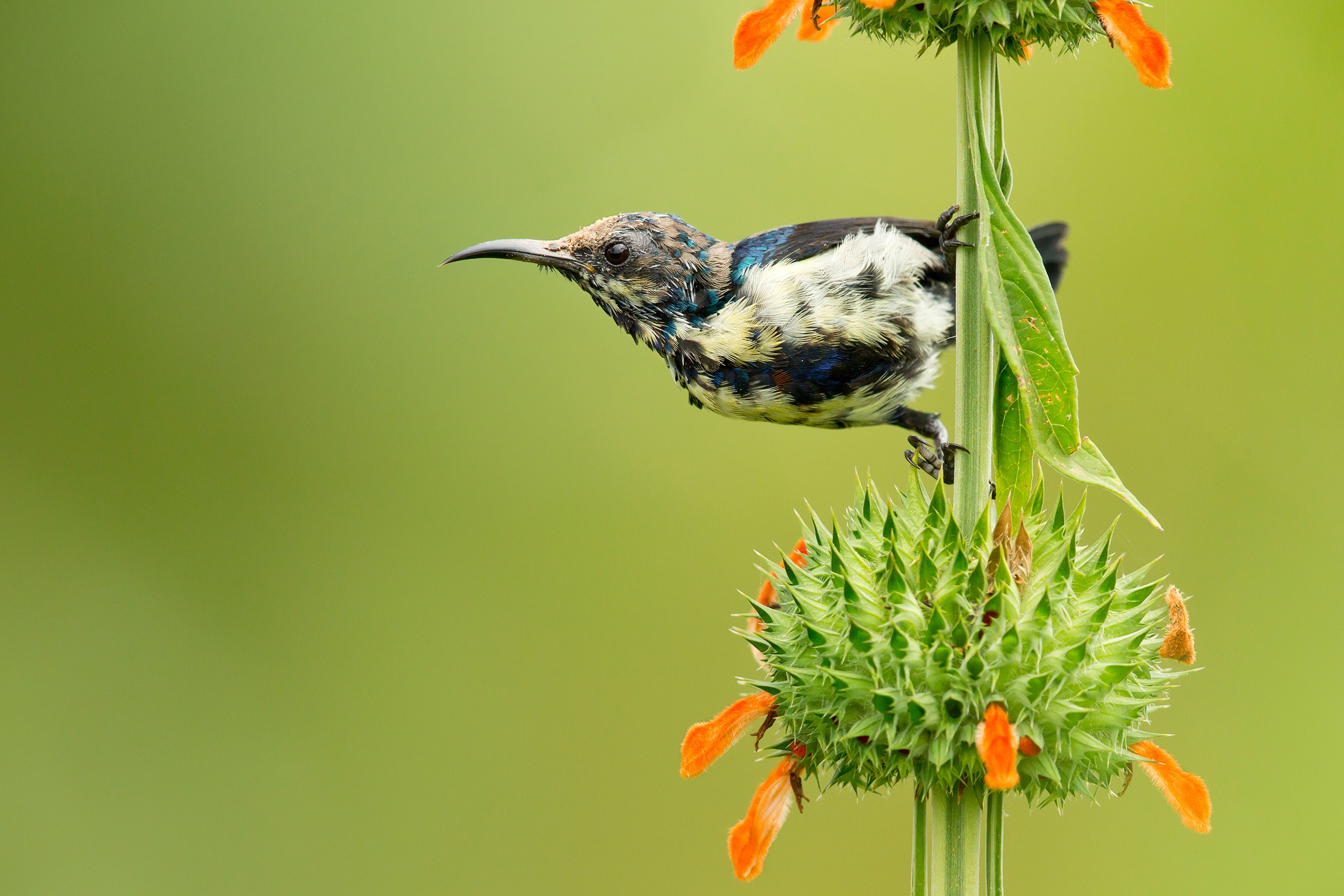 Baixar papel de parede para celular de Animais, Aves, Beija Flor, Flor, Pássaro gratuito.