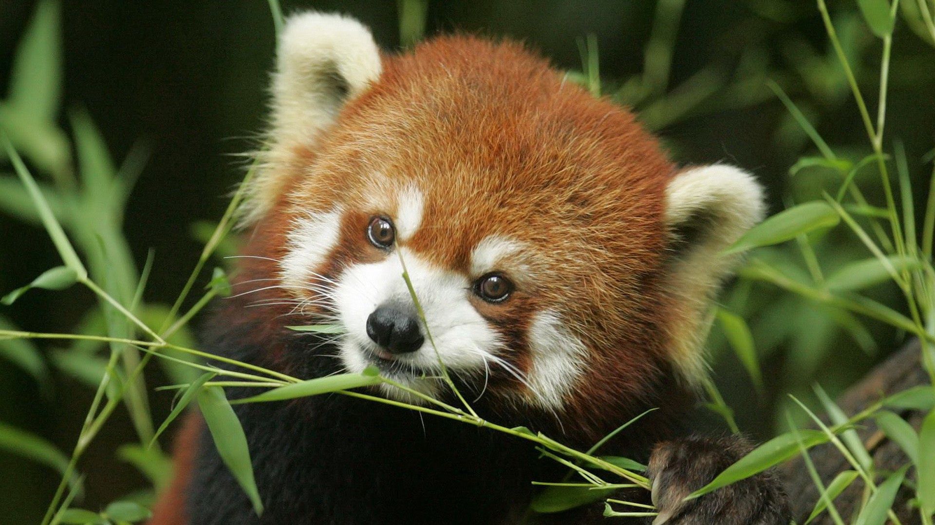53496 descargar fondo de pantalla panda rojo, animales, hierba, bozal, animal: protectores de pantalla e imágenes gratis