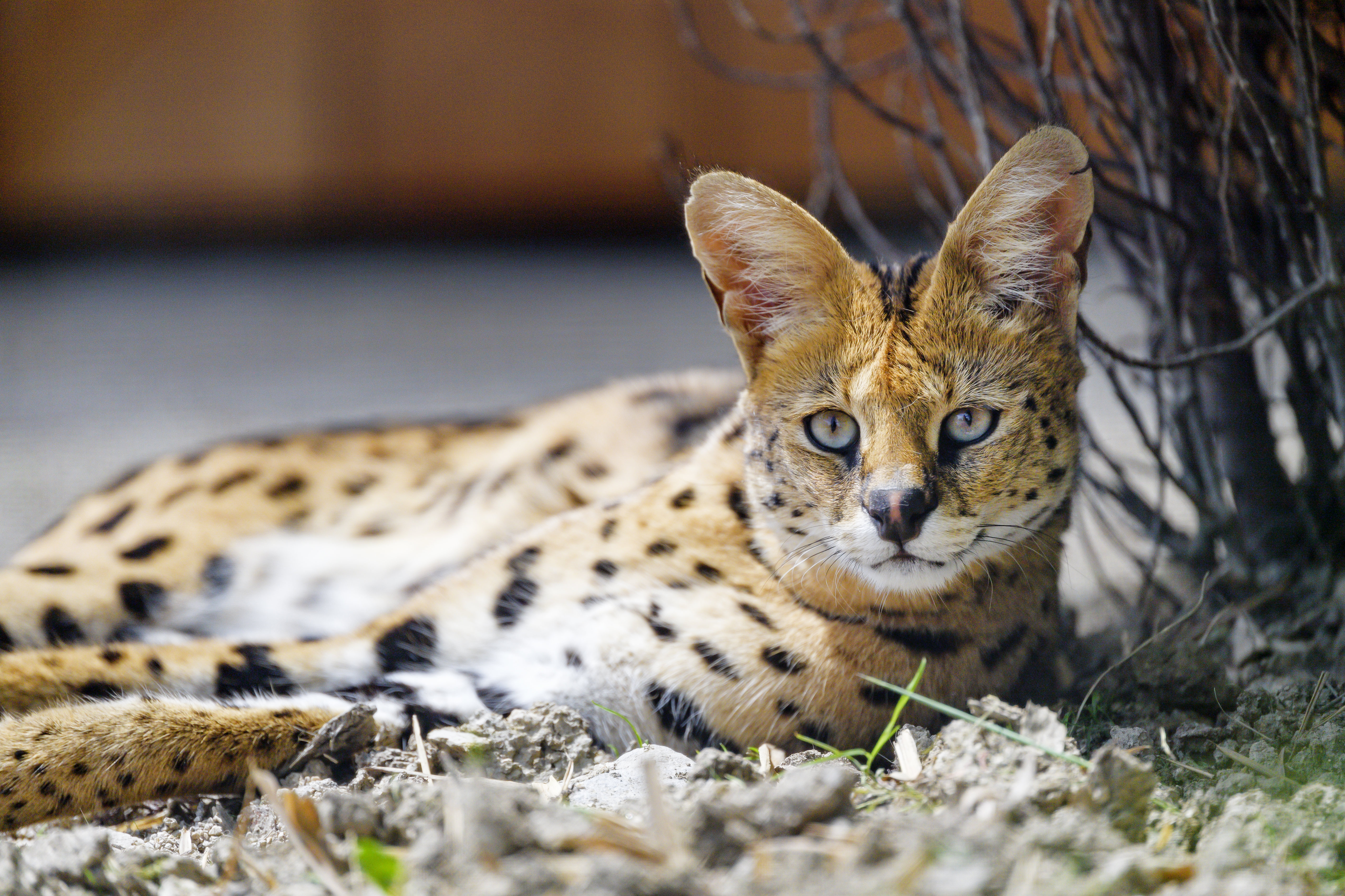 animals, predator, stains, spots, sight, opinion, wild cat, wildcat, serval