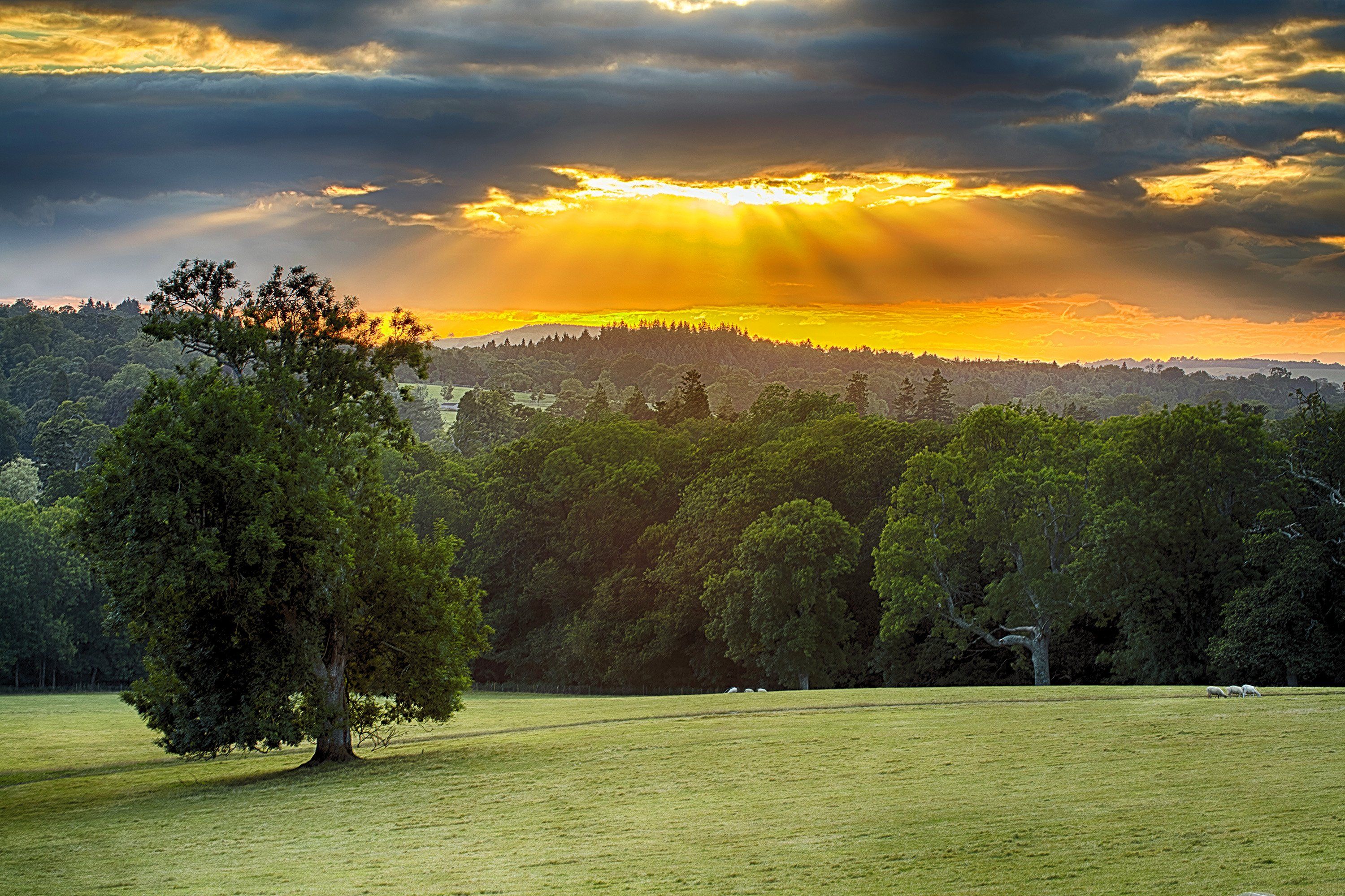 Laden Sie das Landschaft, Wald, Baum, Feld, Sonnenuntergang, Sonnenstrahl, Erde/natur-Bild kostenlos auf Ihren PC-Desktop herunter