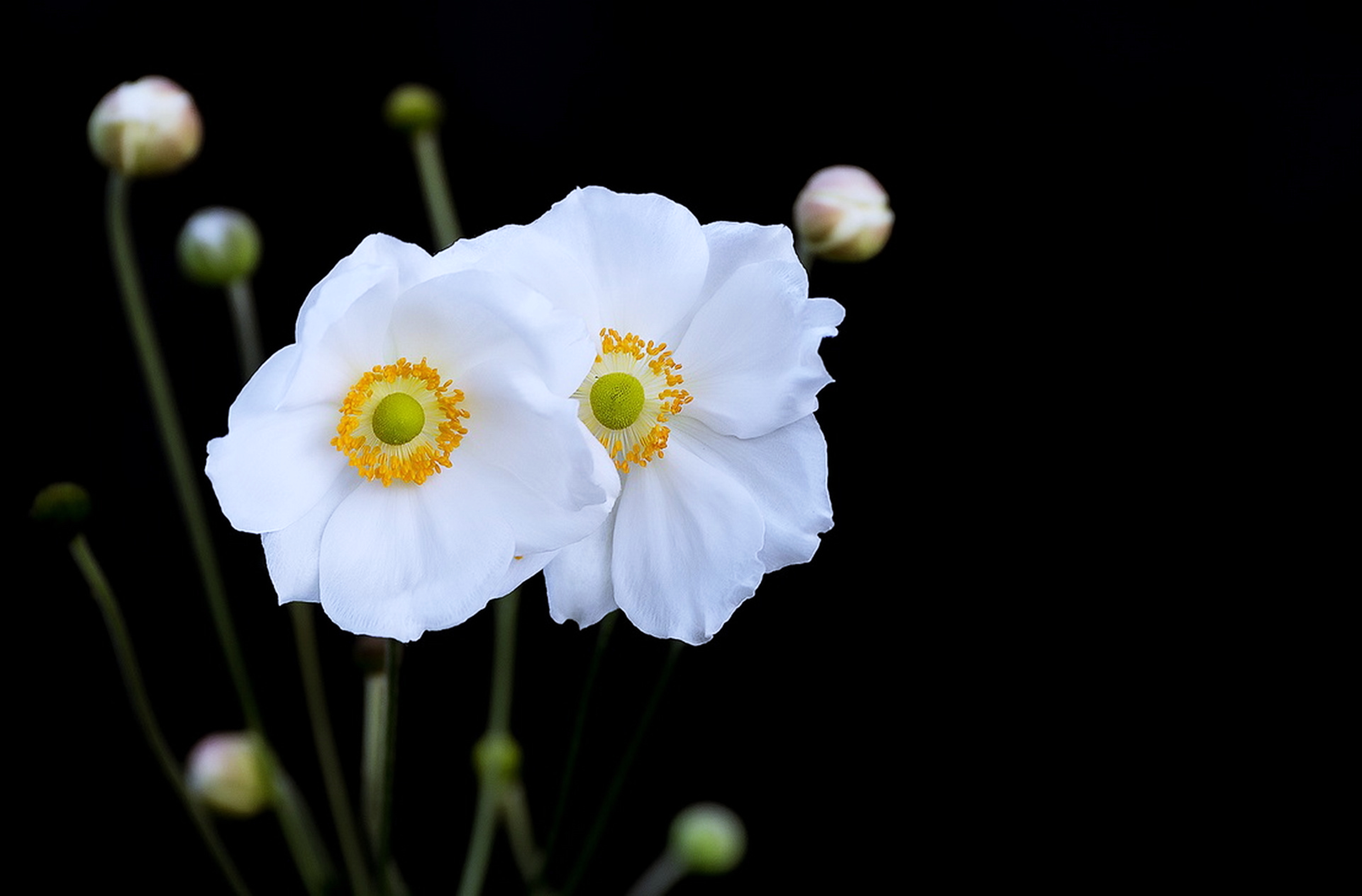 Laden Sie das Blumen, Blume, Frühling, Weiße Blume, Erde/natur-Bild kostenlos auf Ihren PC-Desktop herunter