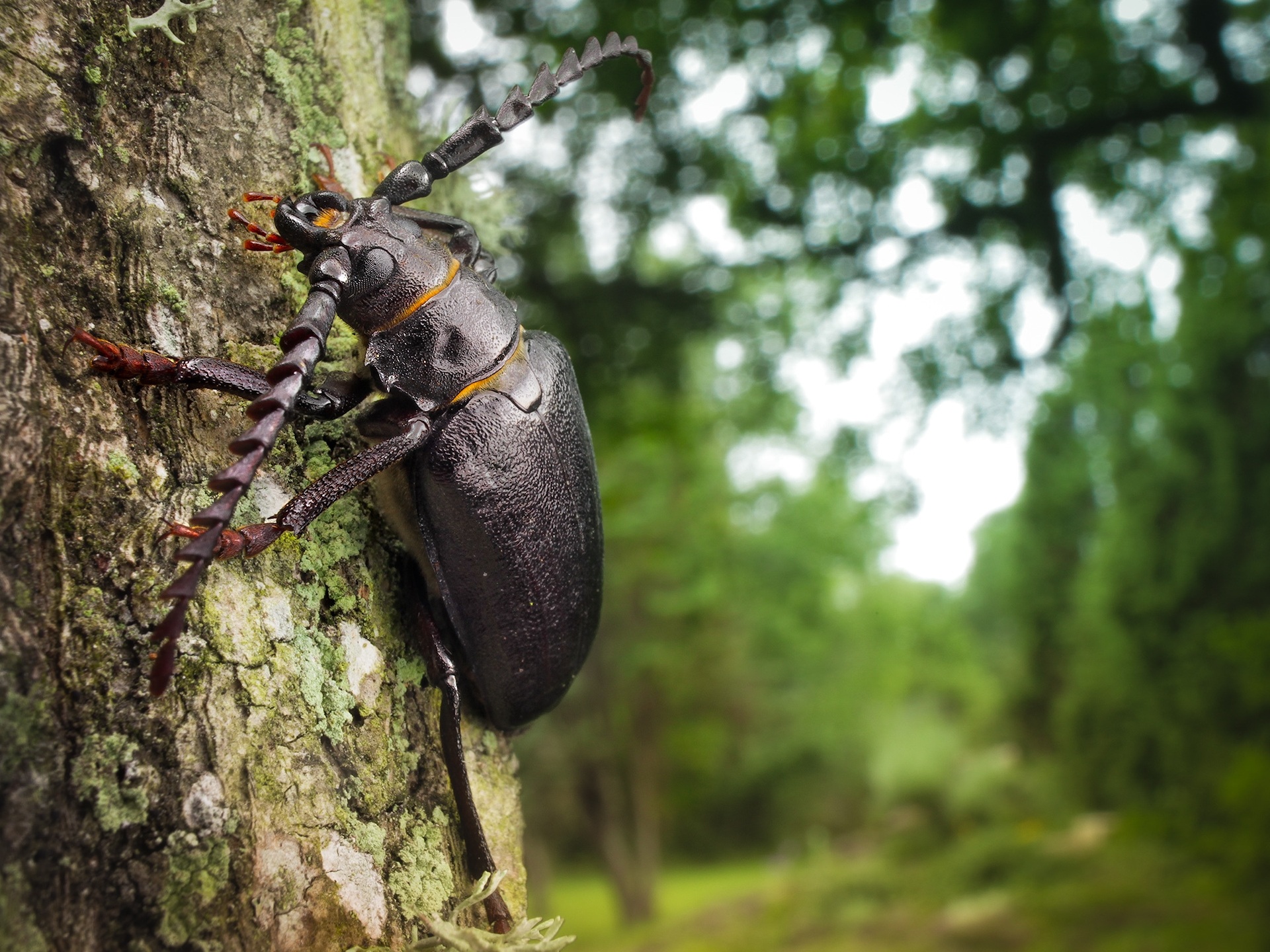 Download mobile wallpaper Close Up, Insect, Animal, Bokeh, Beetle for free.