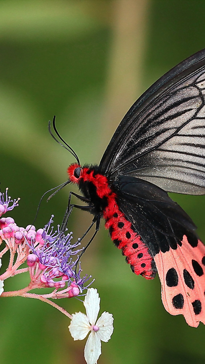 Descarga gratuita de fondo de pantalla para móvil de Animales, Insecto, Mariposa.