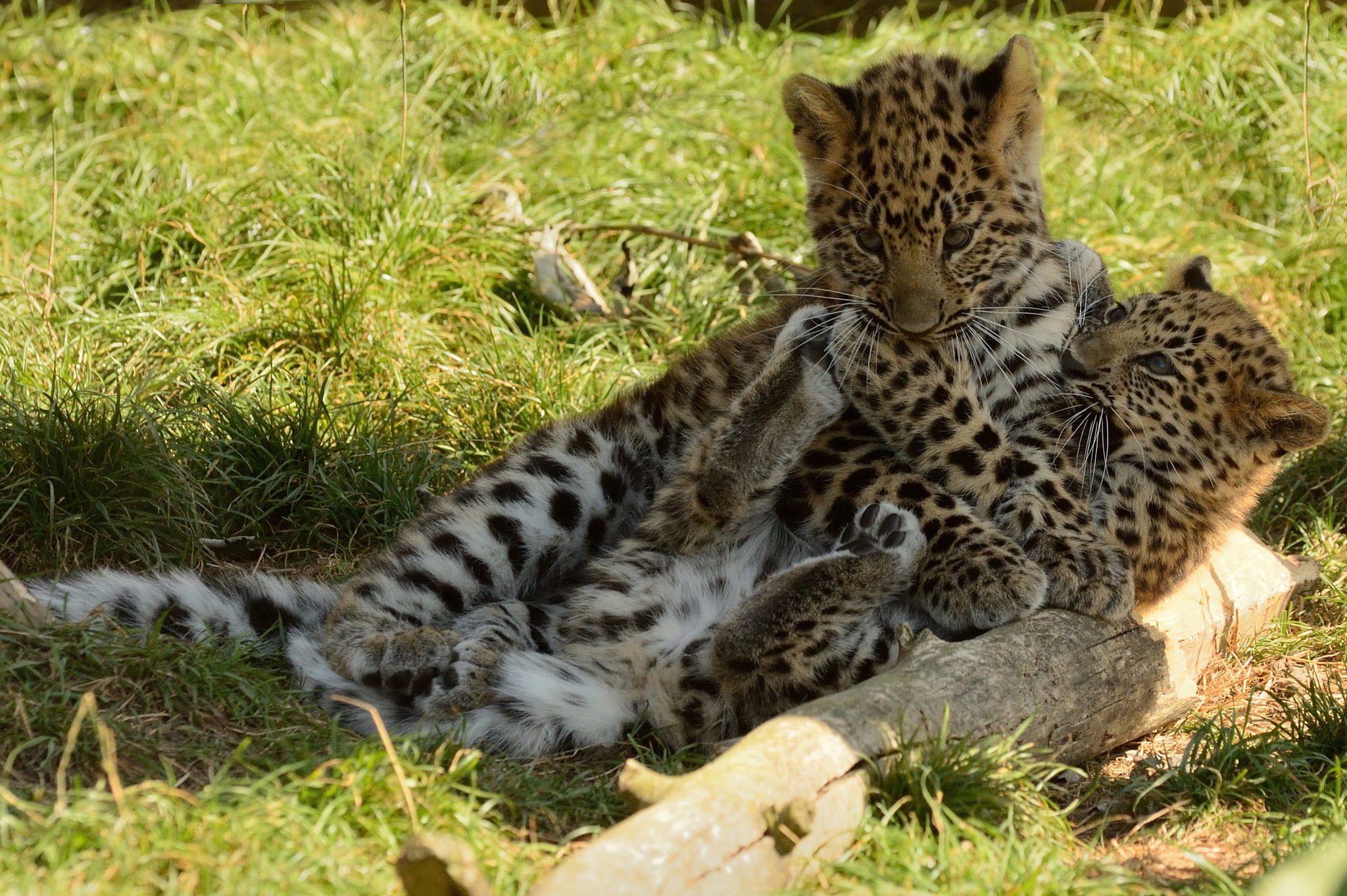 animals, leopards, game, cubs, kittens