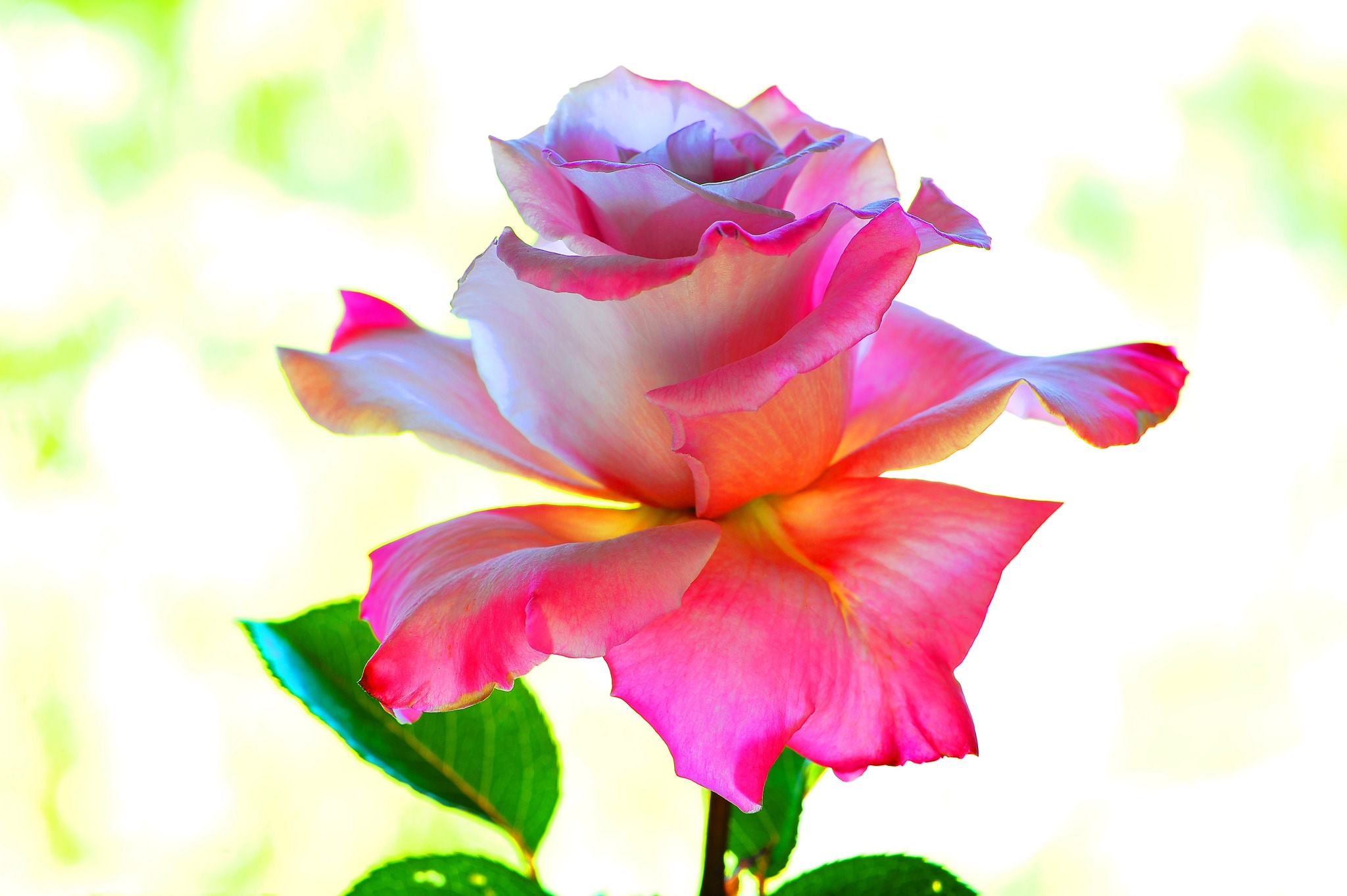 Descarga gratis la imagen Naturaleza, Flores, Rosa, Flor, Flor Rosa, Tierra/naturaleza en el escritorio de tu PC