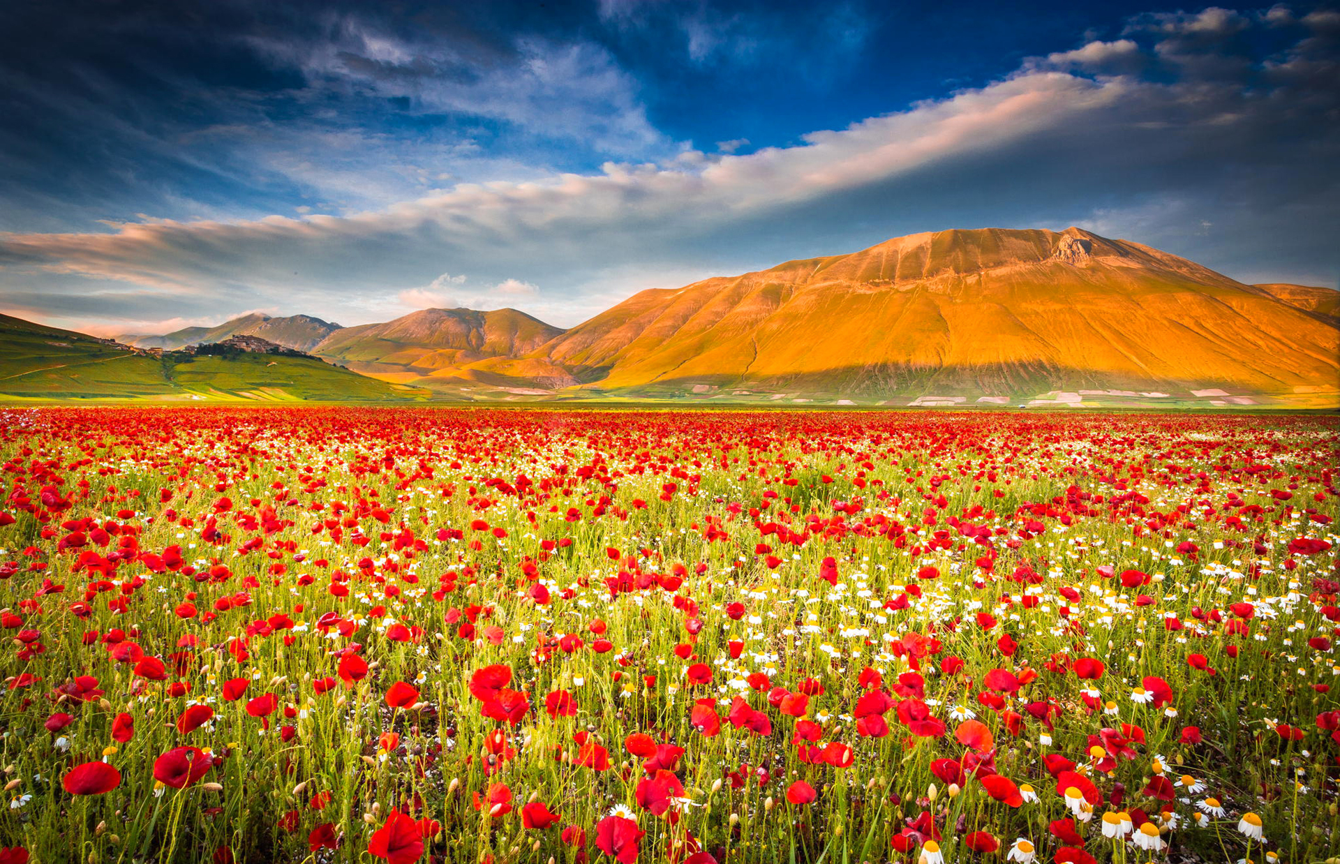 Laden Sie das Landschaft, Blumen, Mohn, Sommer, Blume, Feld, Gebirge, Rote Blume, Erde/natur-Bild kostenlos auf Ihren PC-Desktop herunter