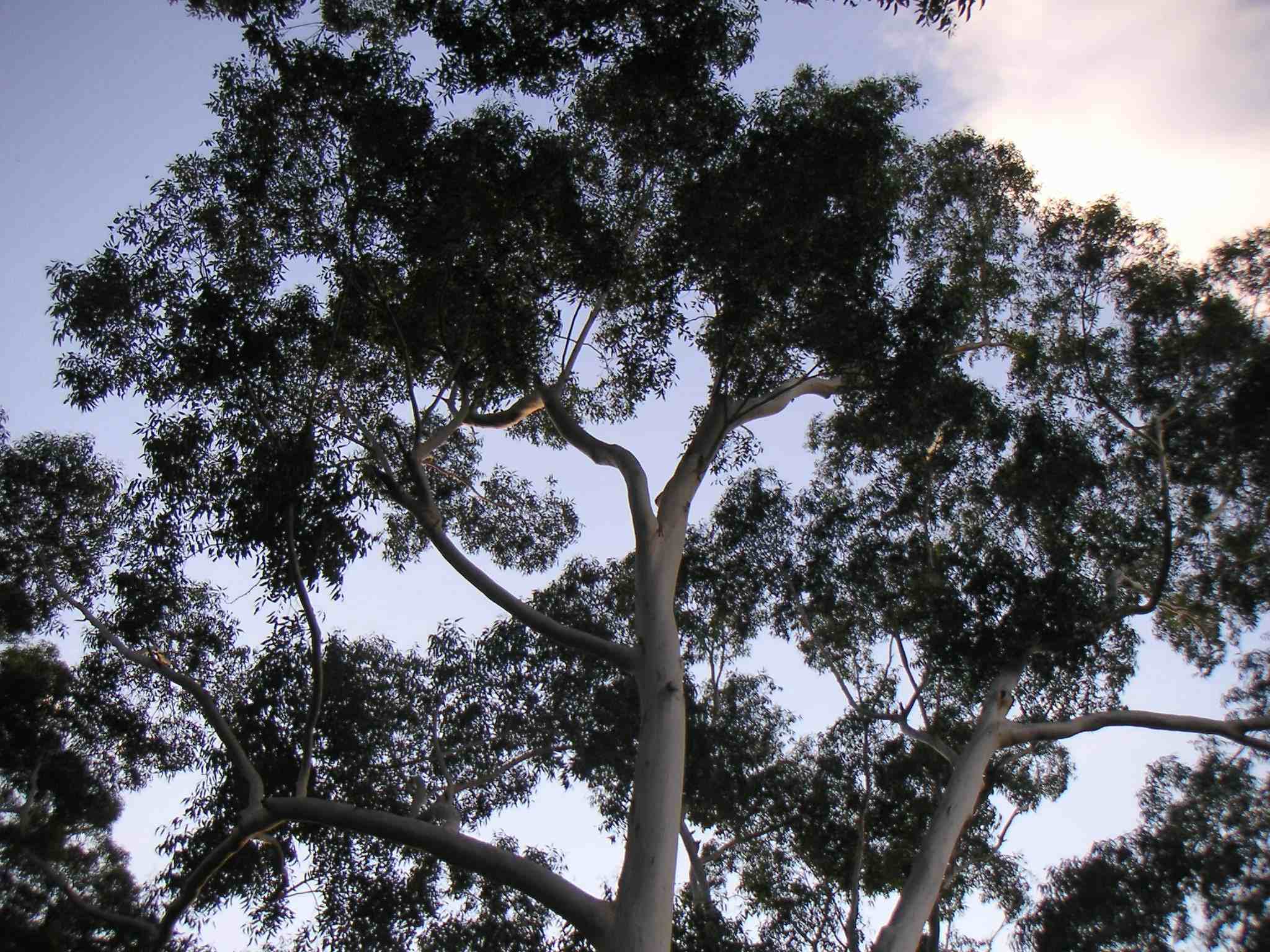 Téléchargez gratuitement l'image Arbre, Terre/nature sur le bureau de votre PC