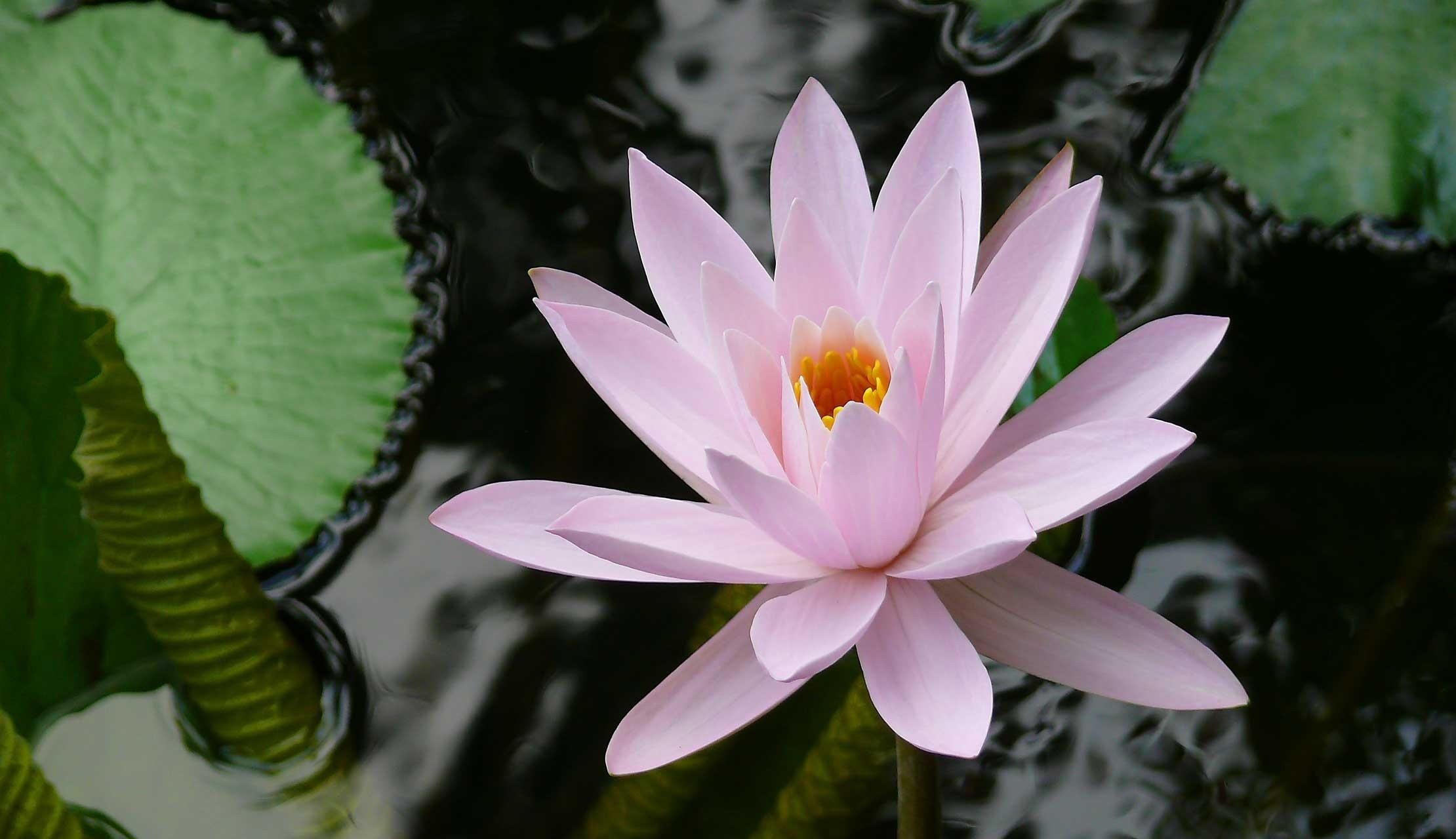 water lily, flowers, water, leaves, close up