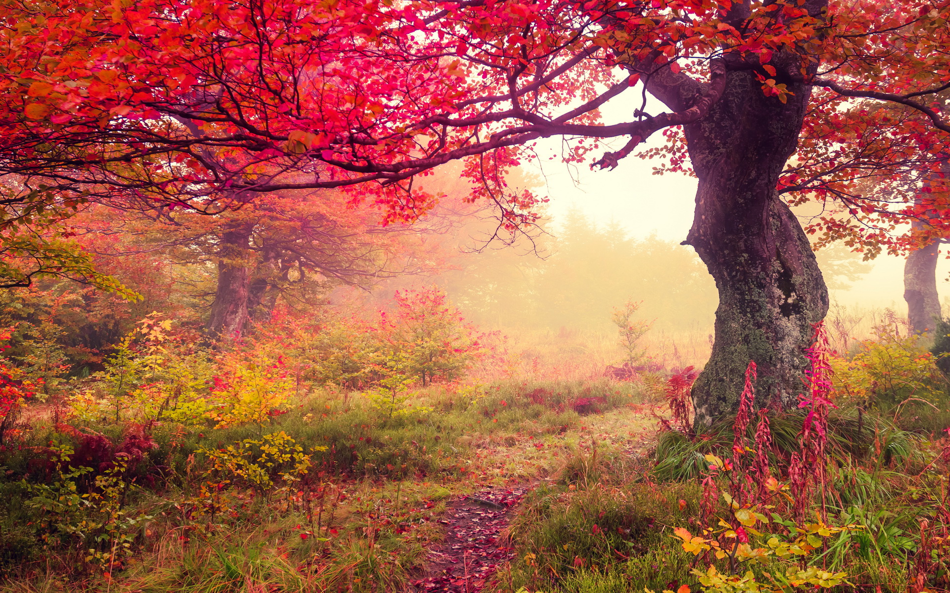 Téléchargez gratuitement l'image Automne, Terre/nature sur le bureau de votre PC